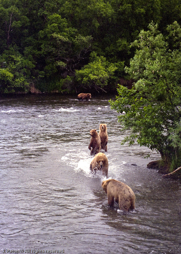 Bluff Charge   Brooks Falls, Katmai National Park, Alaska