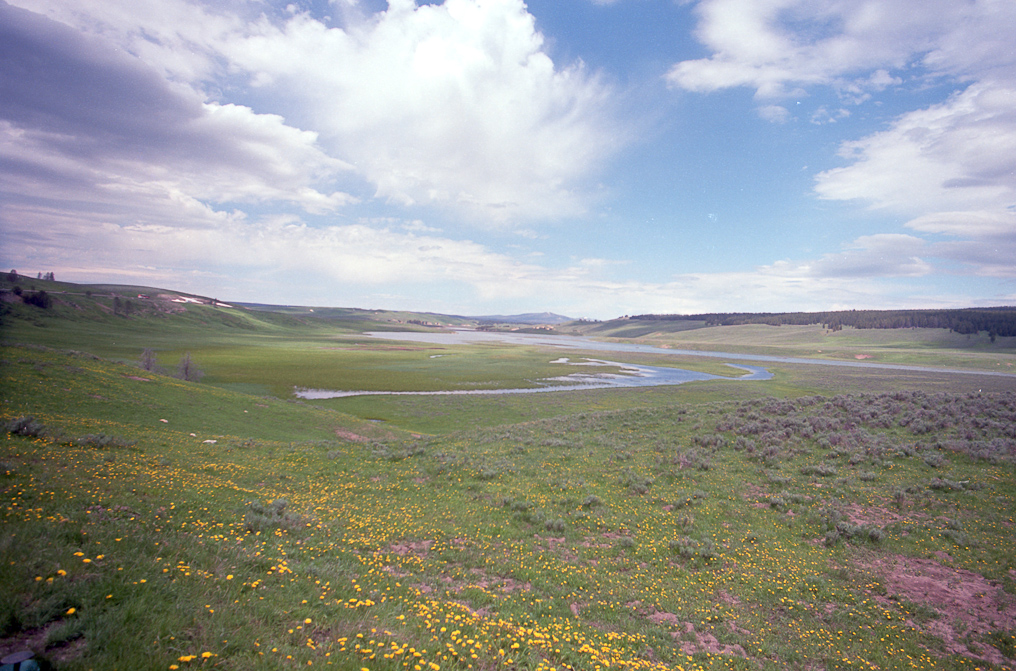 Hayden Valley   Yellowstone National Park