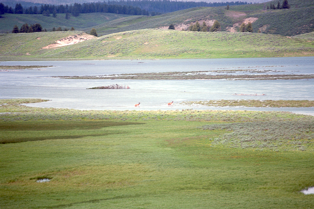 Hayden Valley   Yellowstone National Park