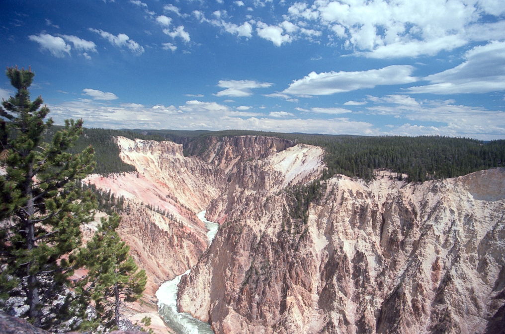 View Down the Canyon Away from the Lower Falls   Artist Point, Yellowstone National Park