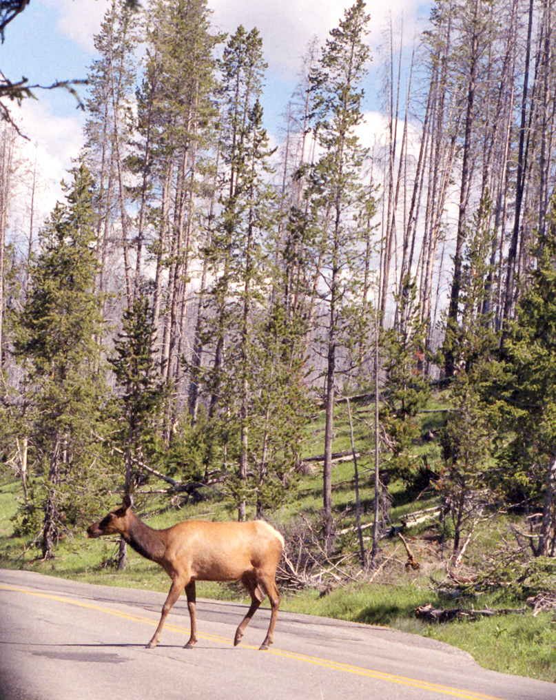 Elk  
