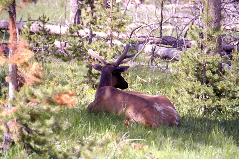Elk  