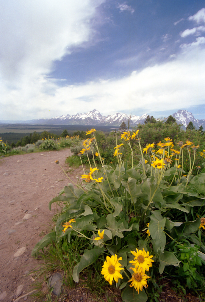 Signal Mountain   Grand Teton National Park