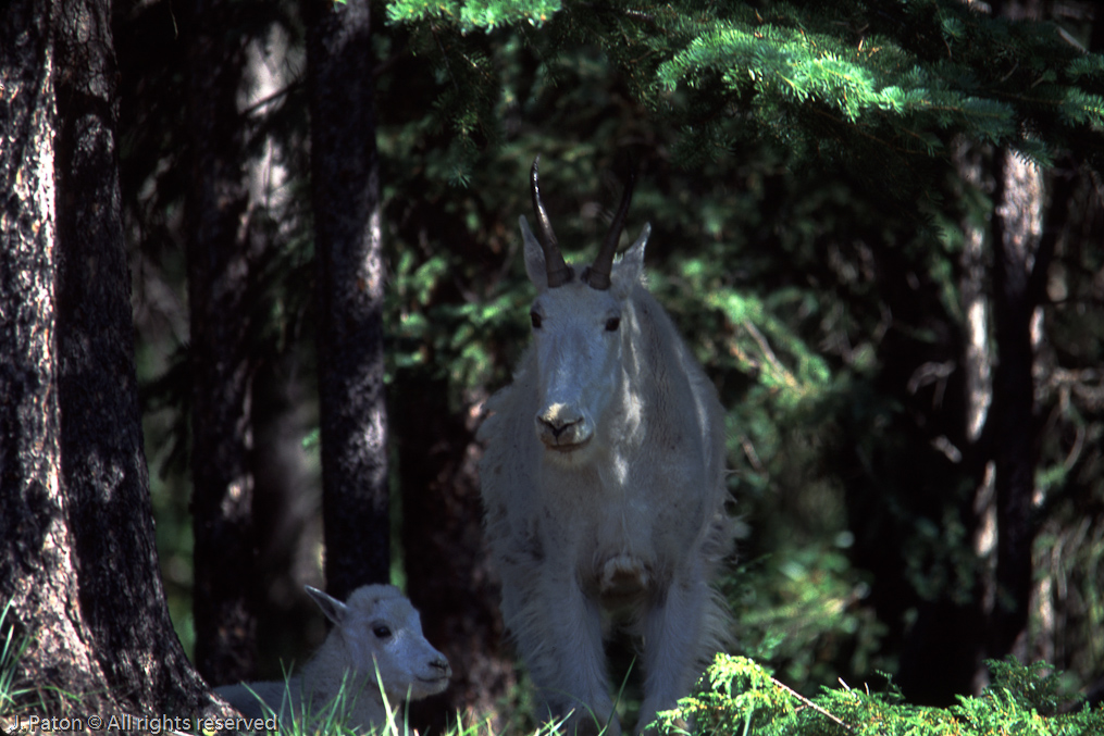 Mountain Goat   Icefield Parkway, Banff National Park, Alberta, Canada