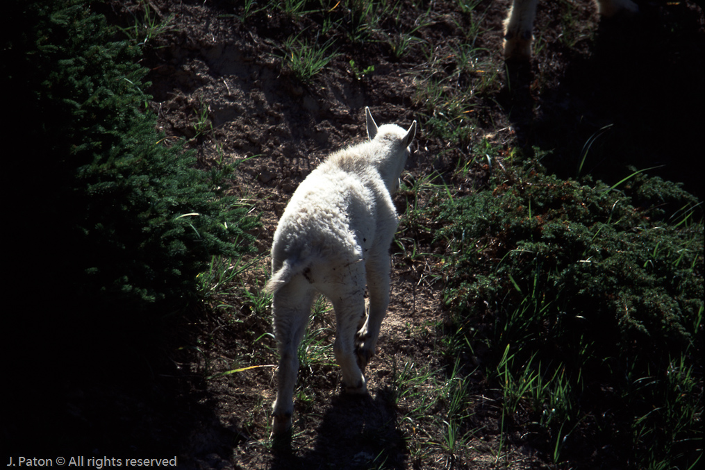Mountain Goat   Icefield Parkway, Banff National Park, Alberta, Canada