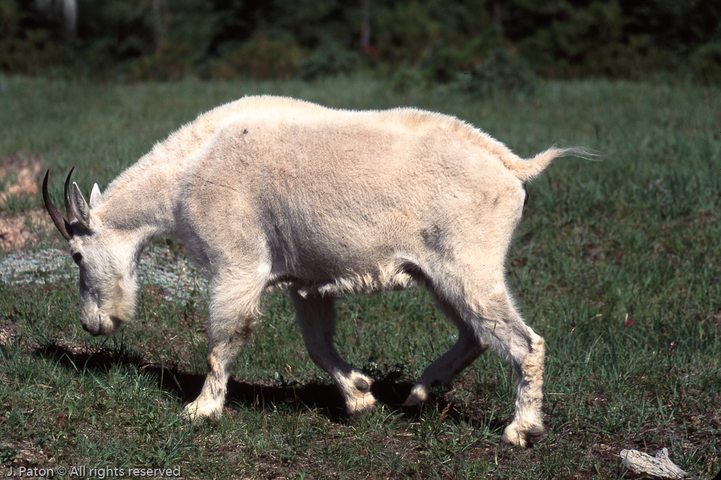 Mountain Goat   Icefield Parkway, Banff National Park, Alberta, Canada