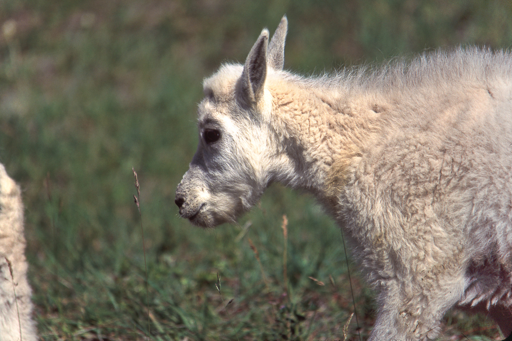 Mountain Goat Calf   Icefield Parkway, Banff National Park, Alberta, Canada