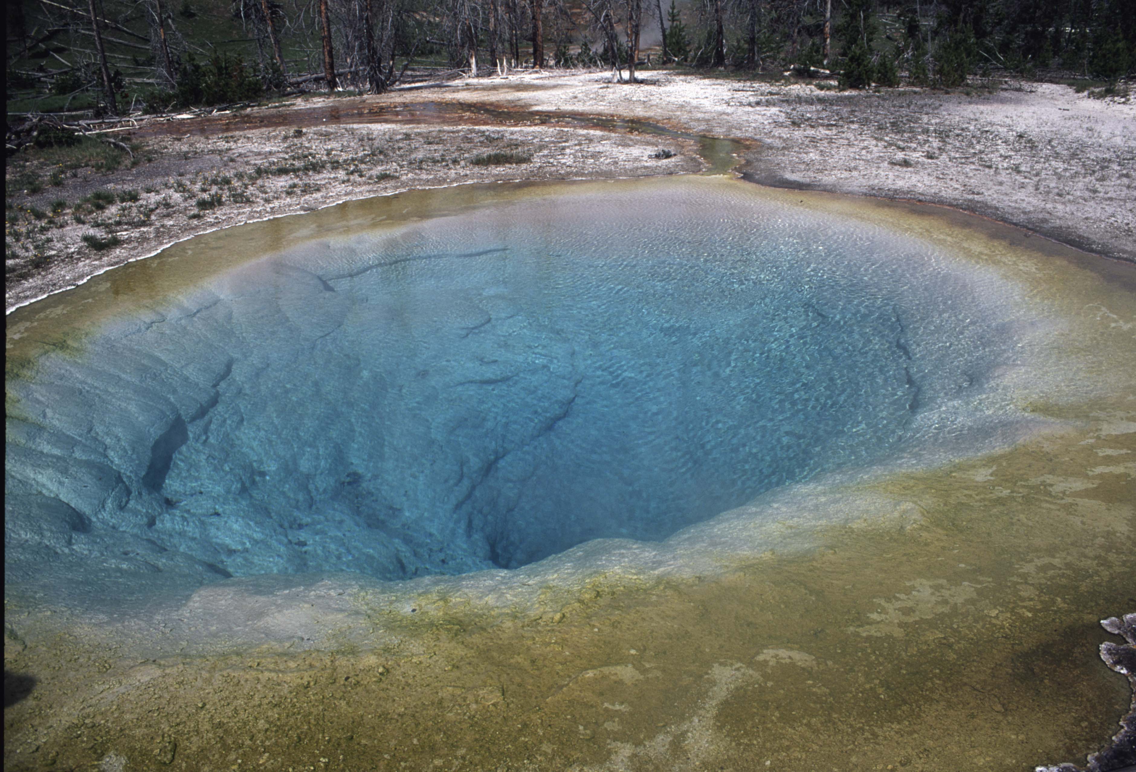 000611 B14 Morning Glory