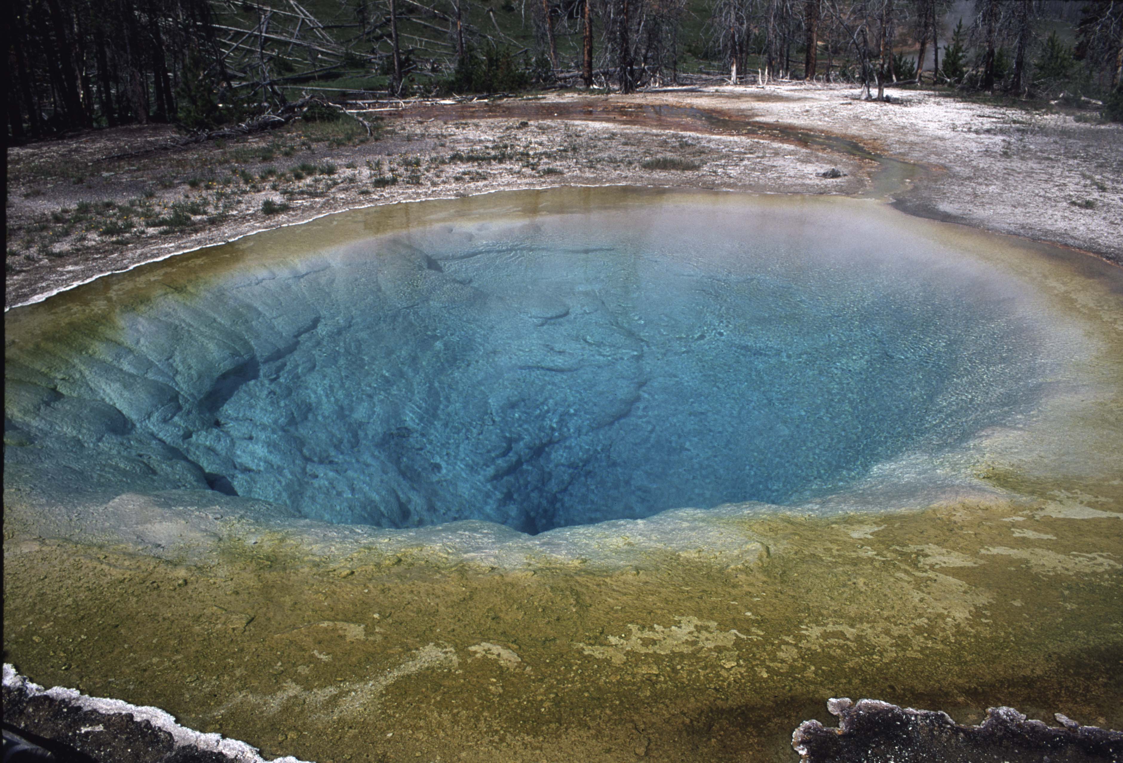 000611 B15 Morning Glory