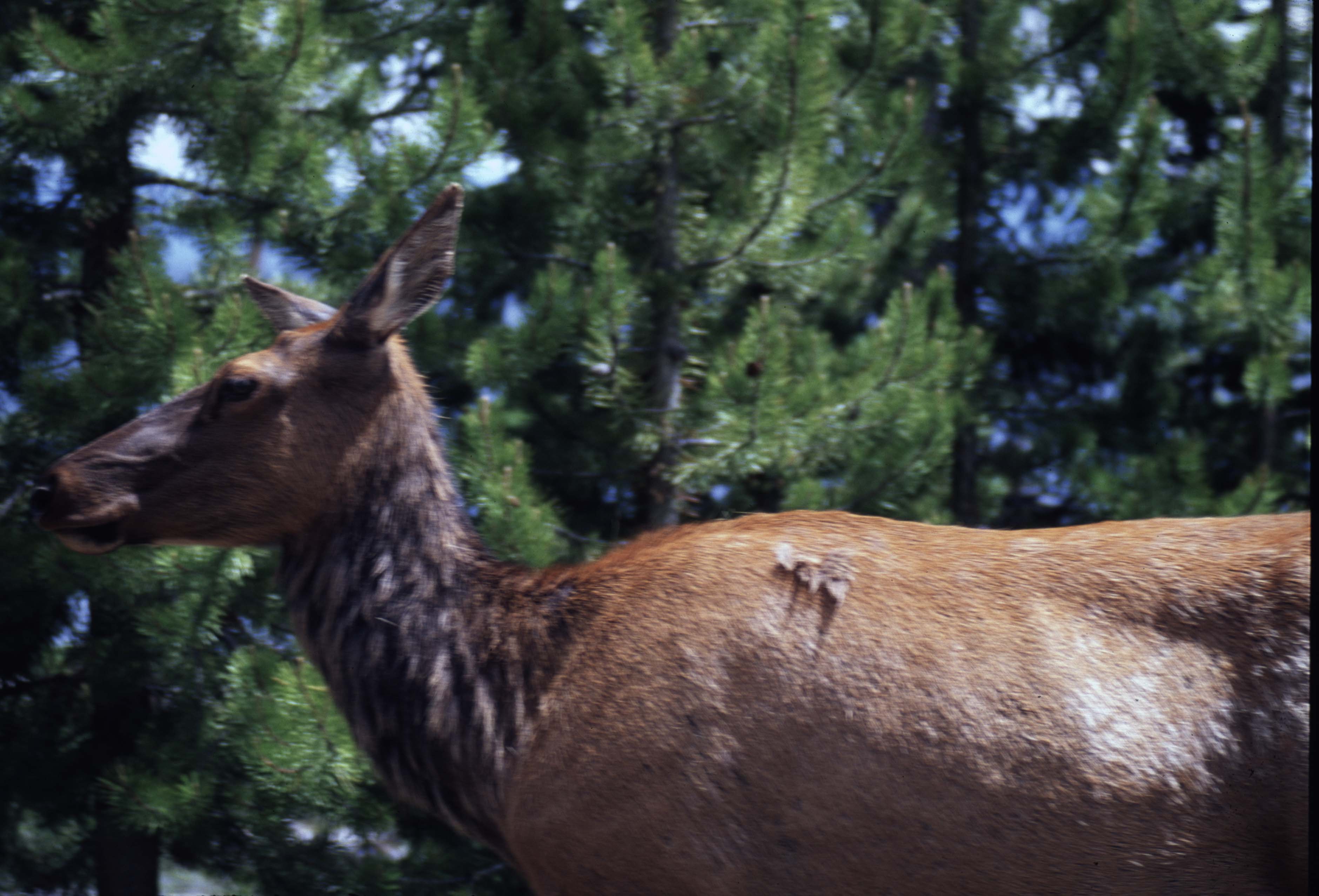 000611 B16 Yellowstone Wildlife