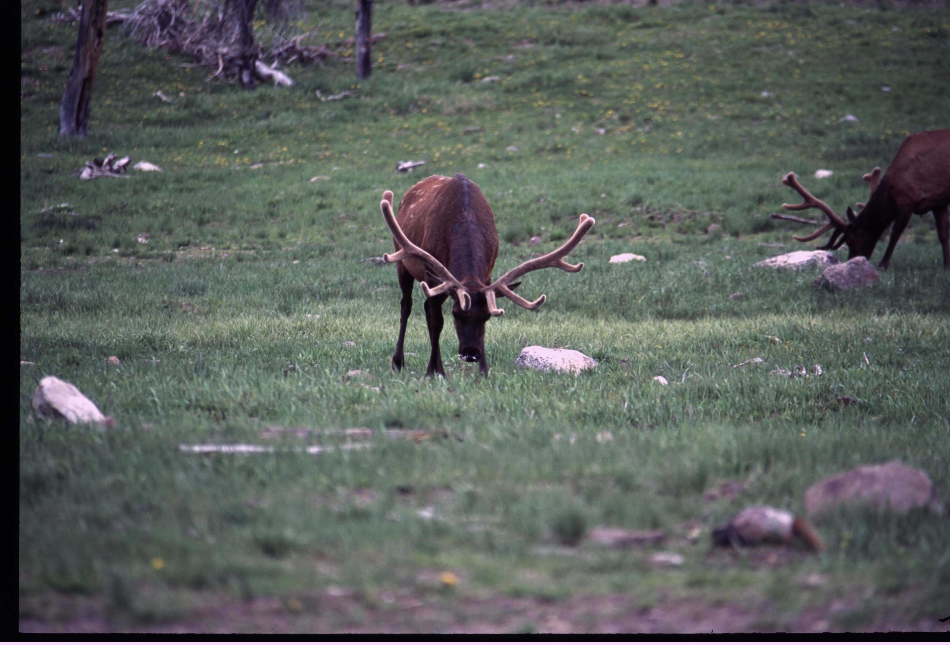 000611 C02 Canyon Area Elk