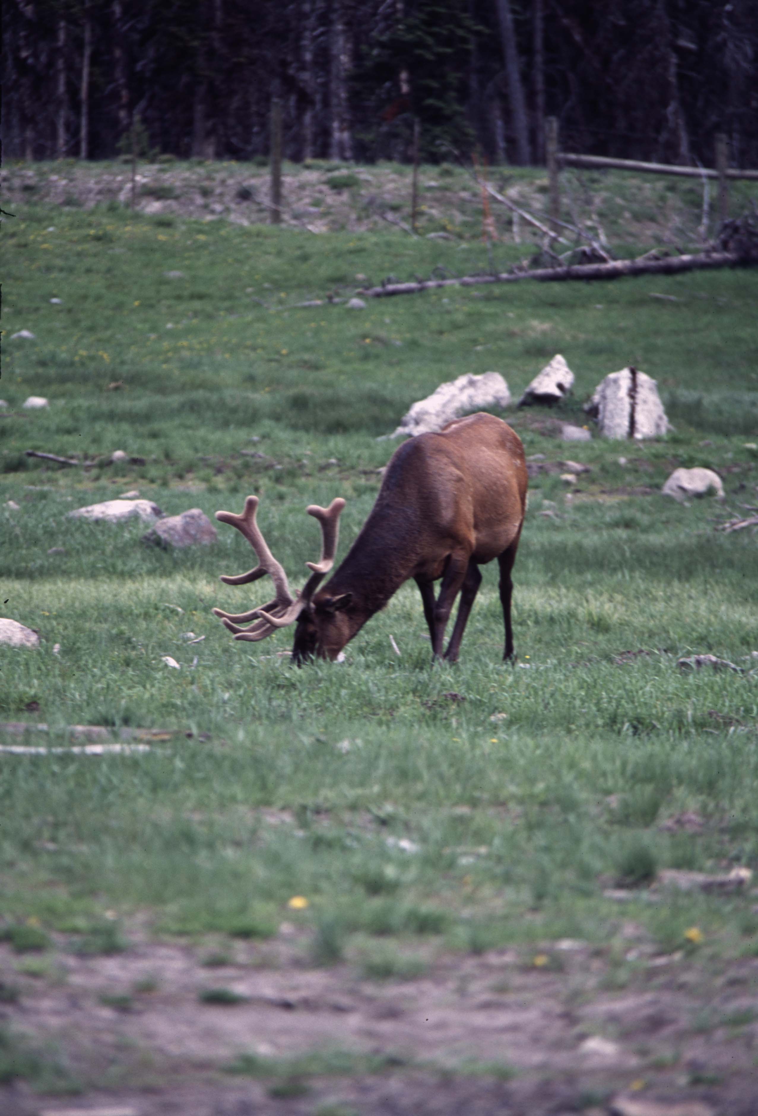 000611 C07 Canyon Area Elk
