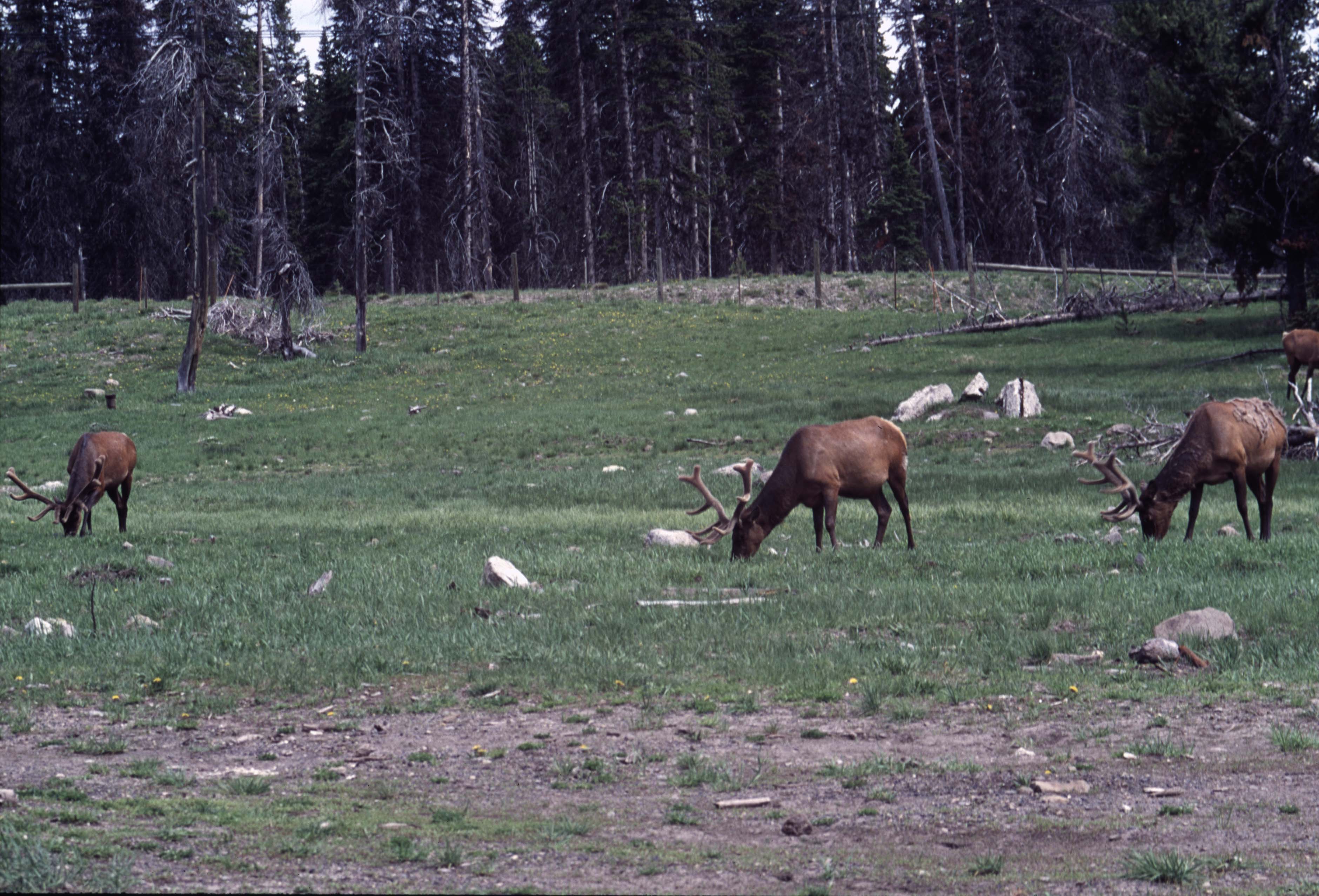 000611 C09 Canyon Area Elk