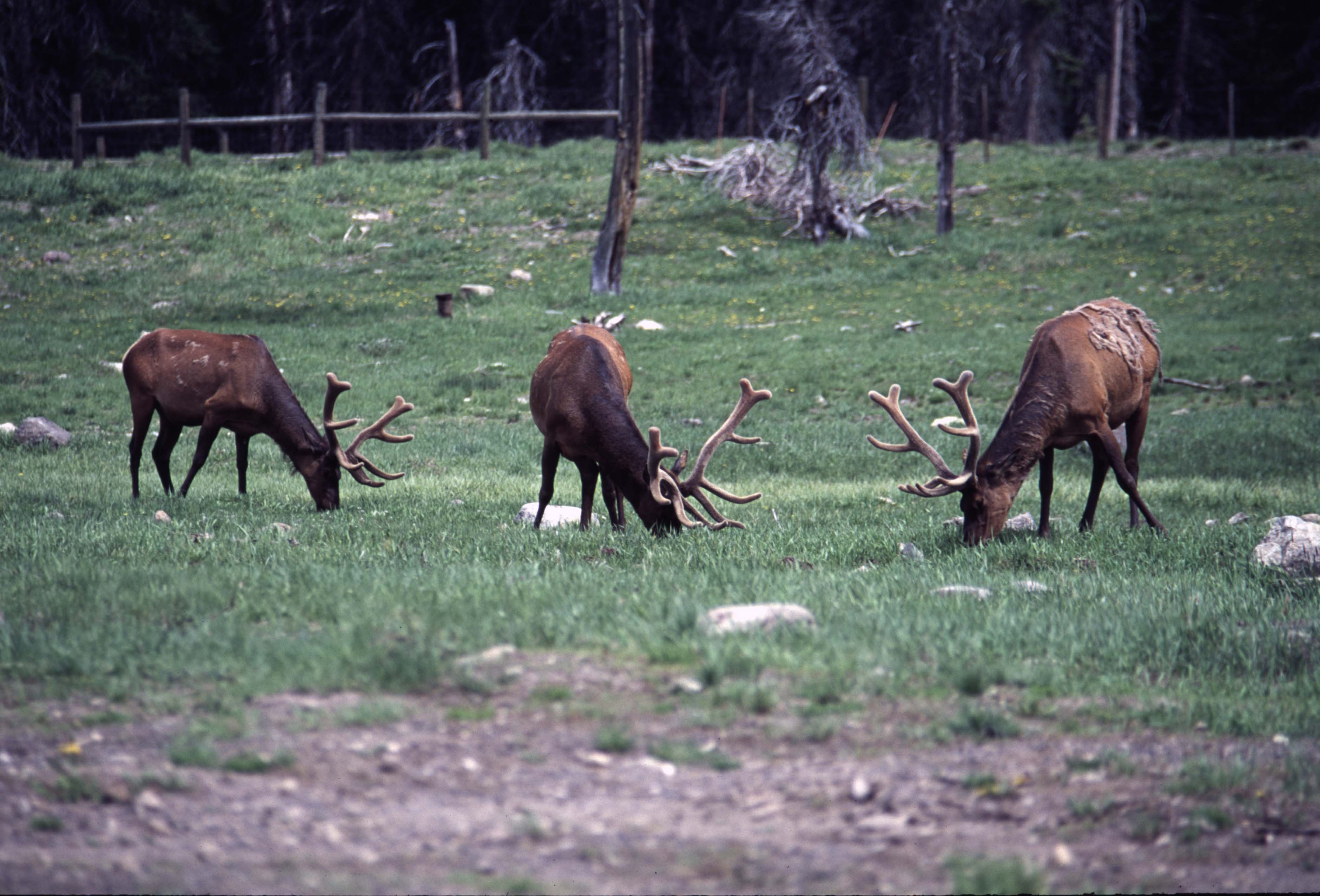 000611 C10 Canyon Area Elk