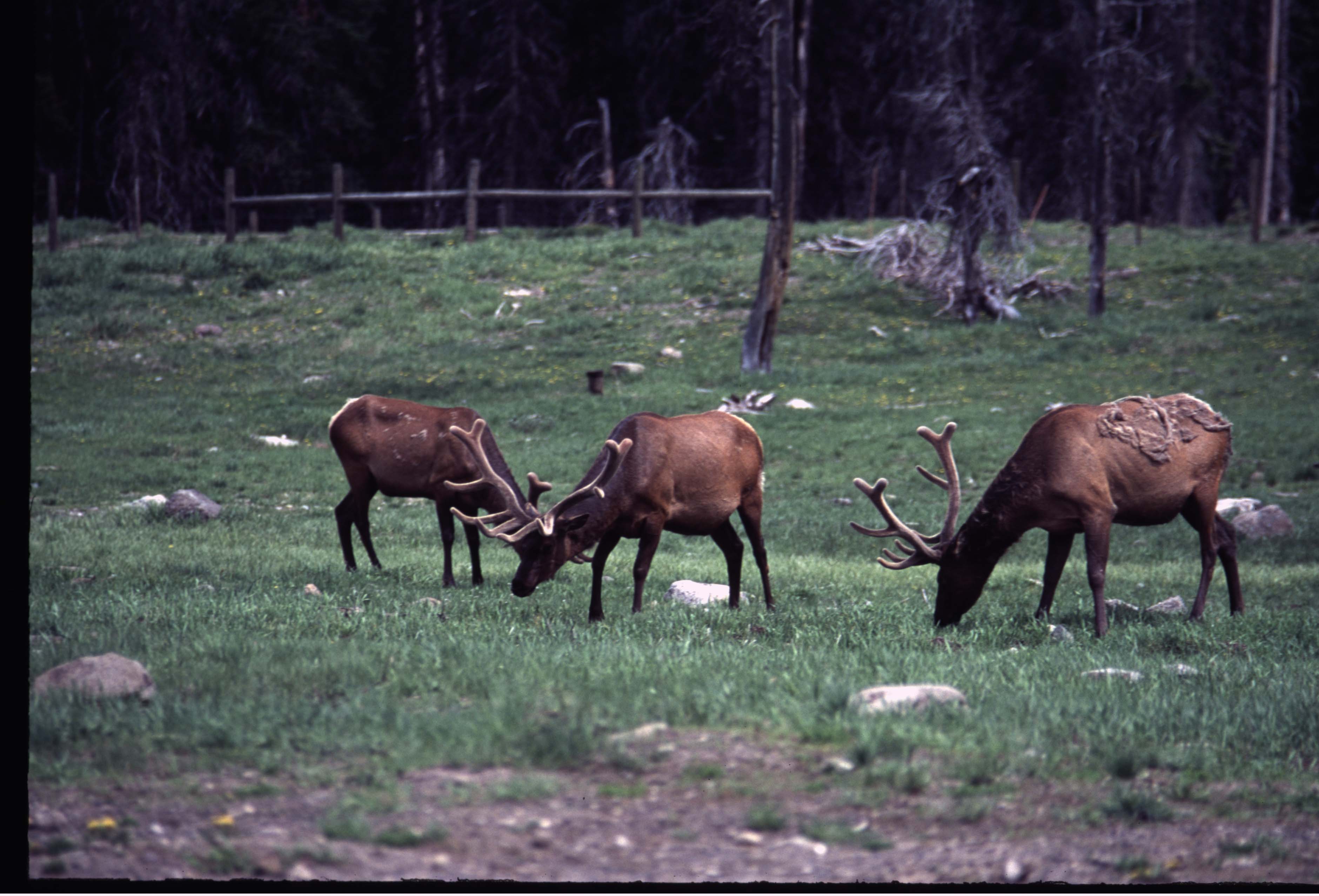 000611 C11 Canyon Area Elk