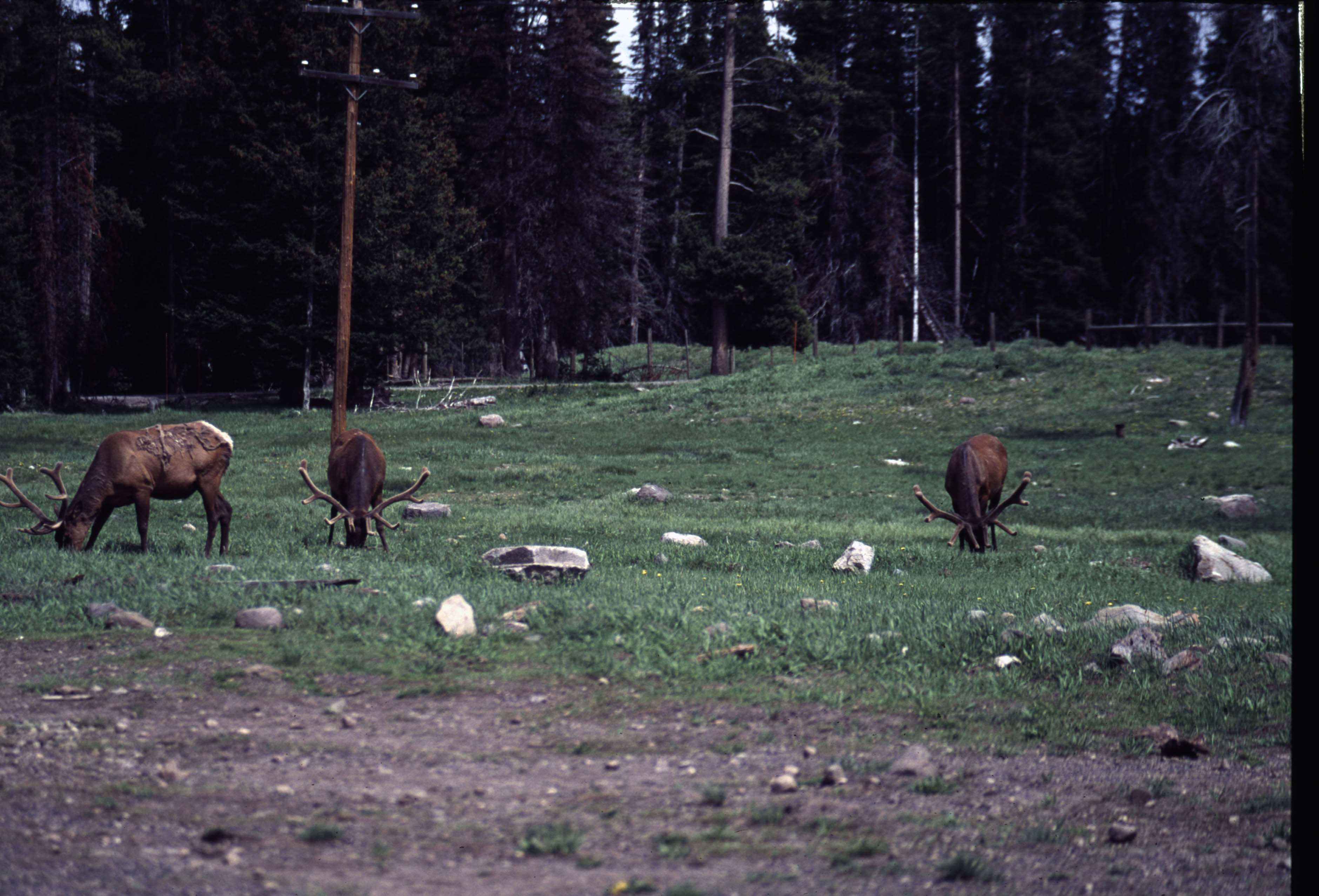000611 C12 Canyon Area Elk