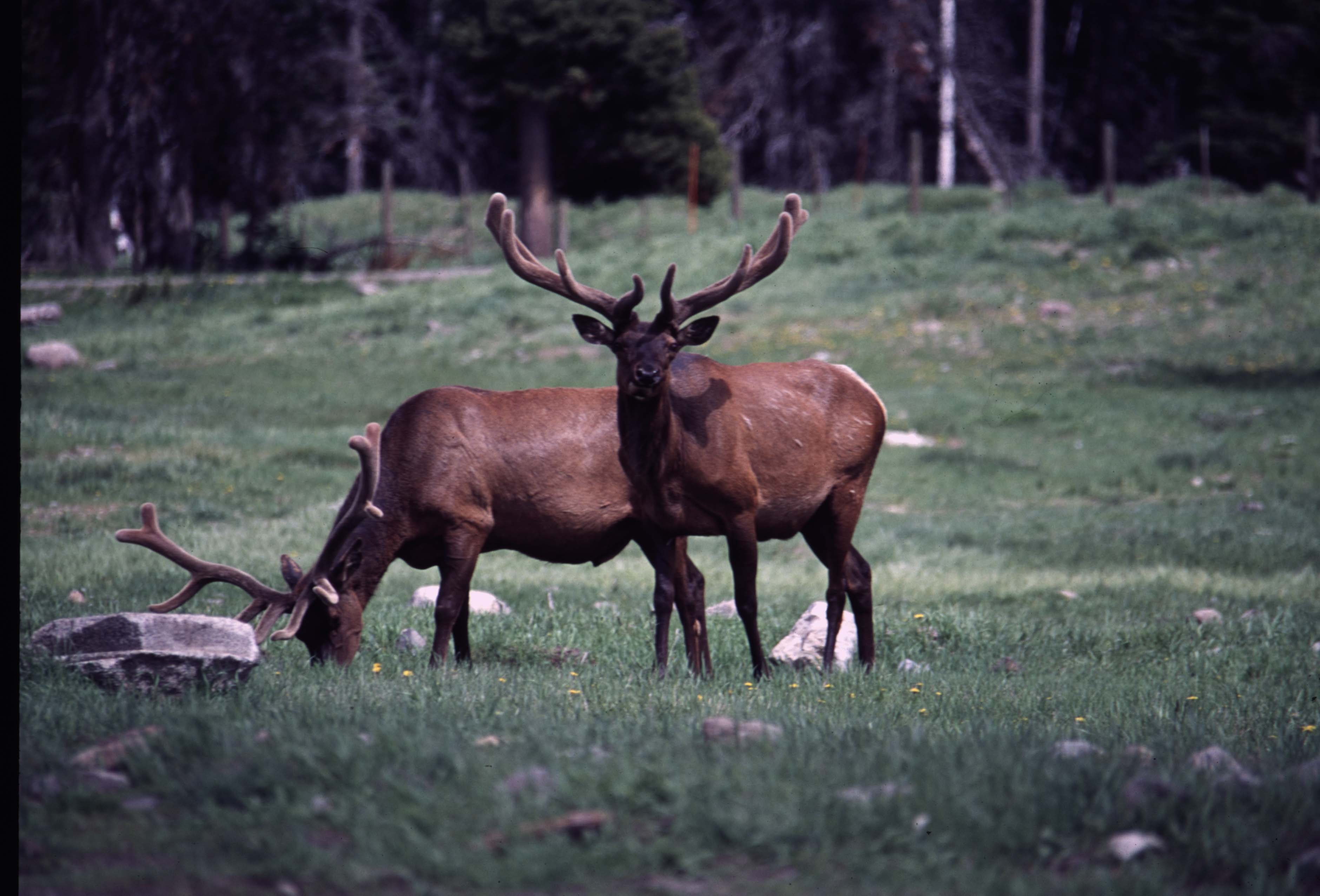 000611 C14 Canyon Area Elk