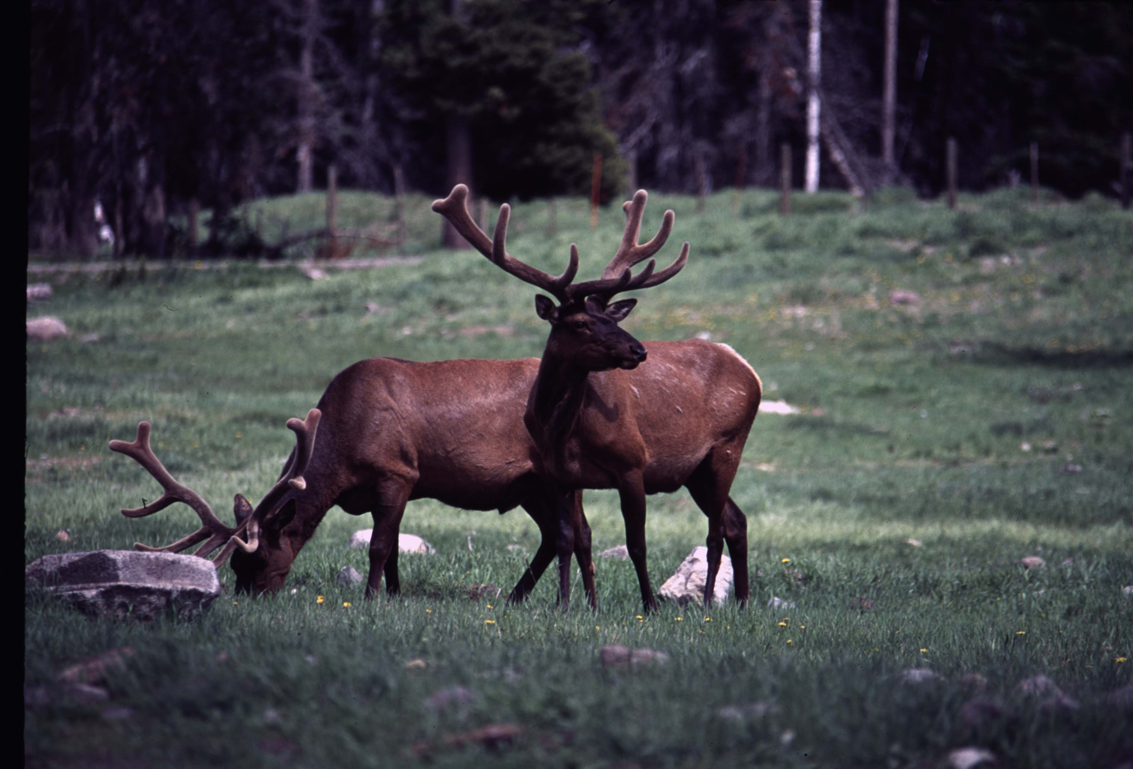 000611 C15 Canyon Area Elk