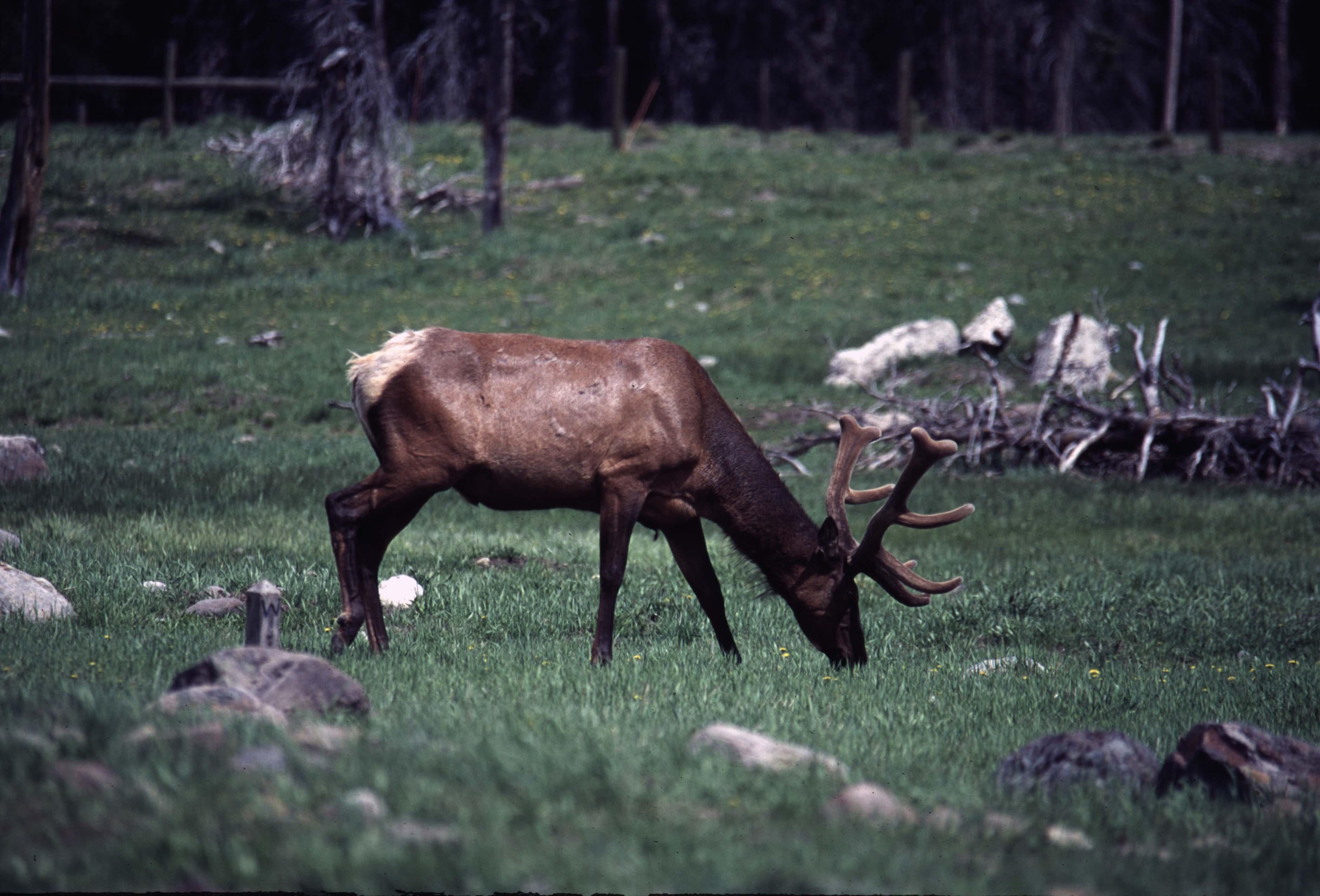 000611 C16 Canyon Area Elk