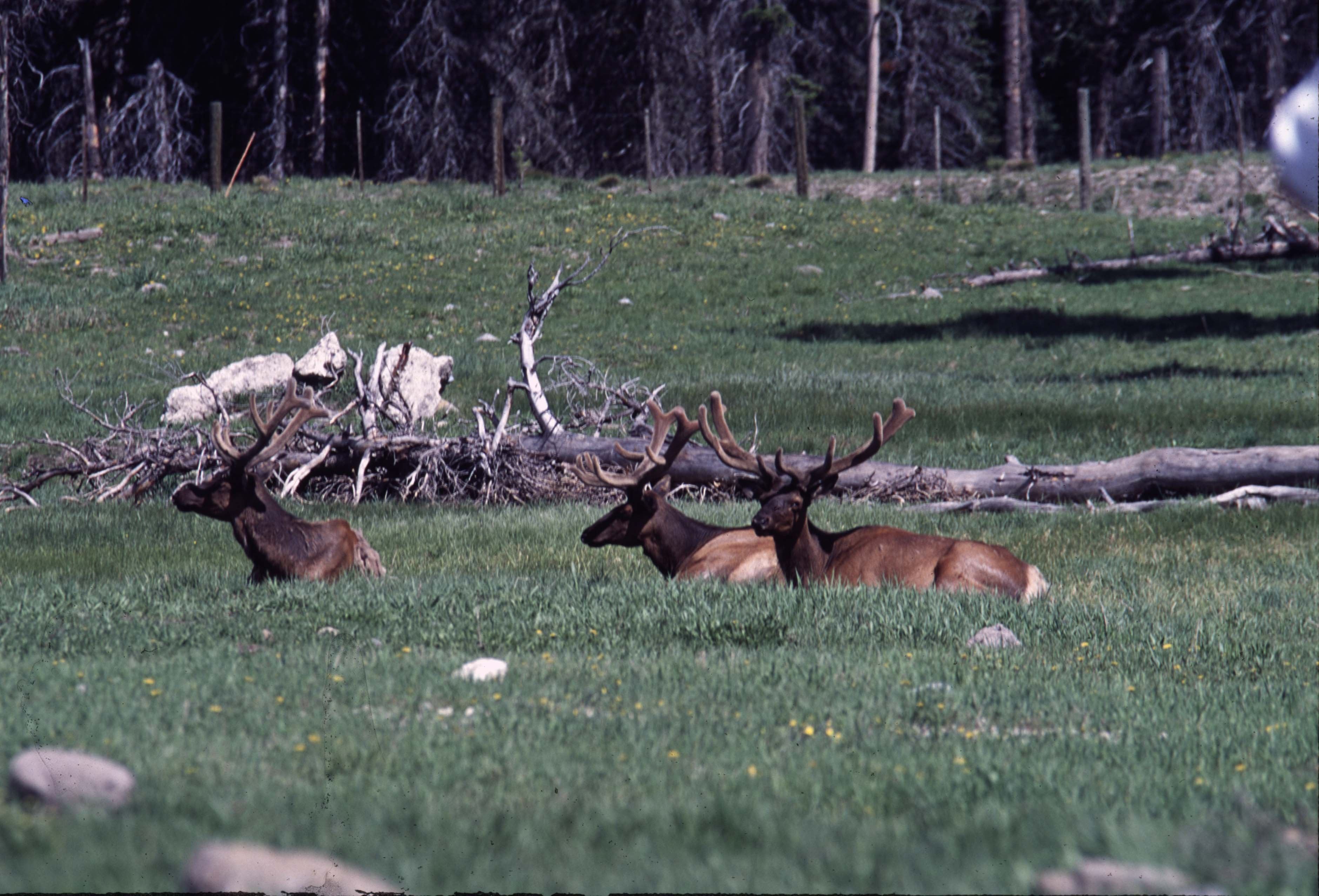 000611 C20 Canyon Area Elk
