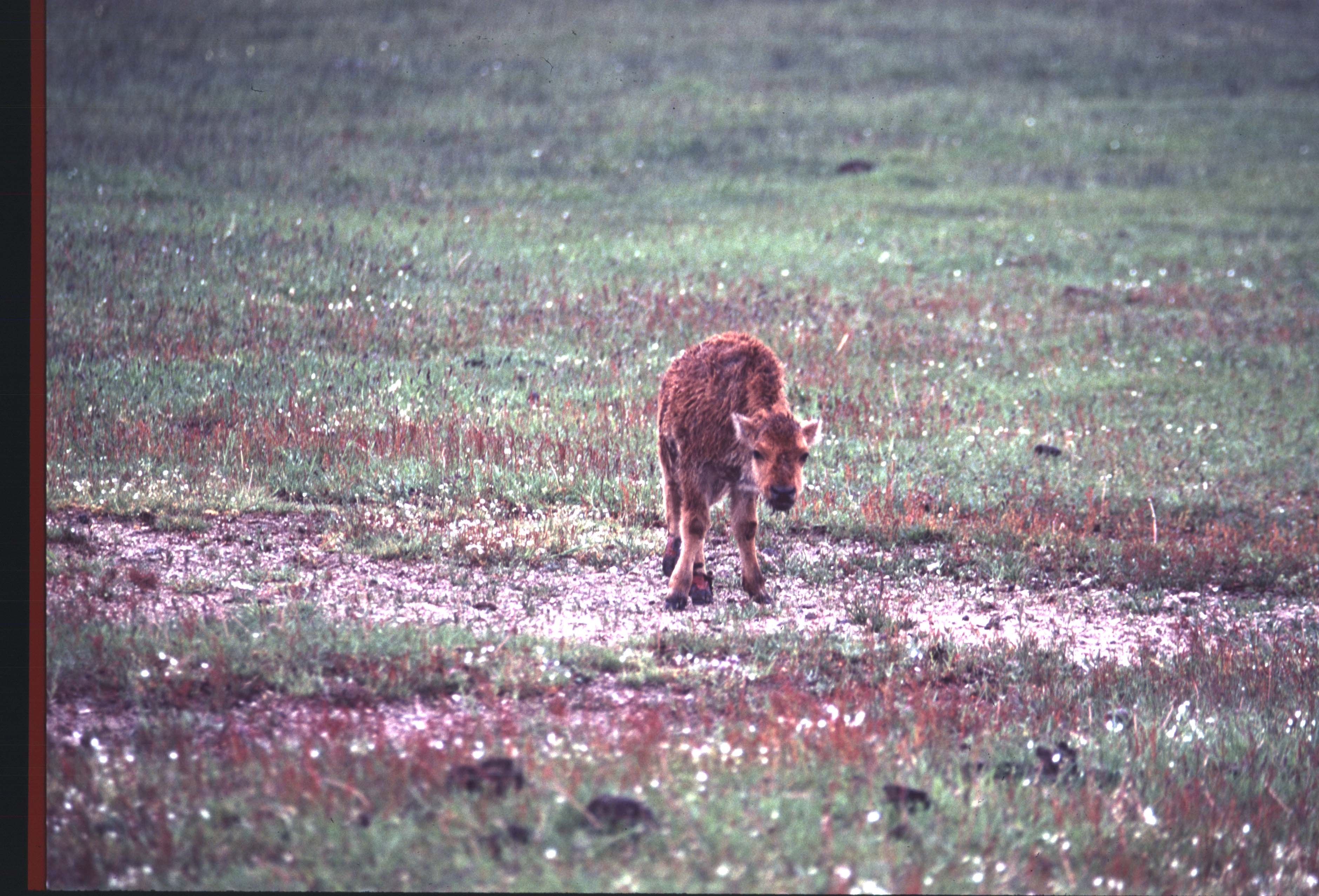 000612 C01 Injured Baby Bison Provia