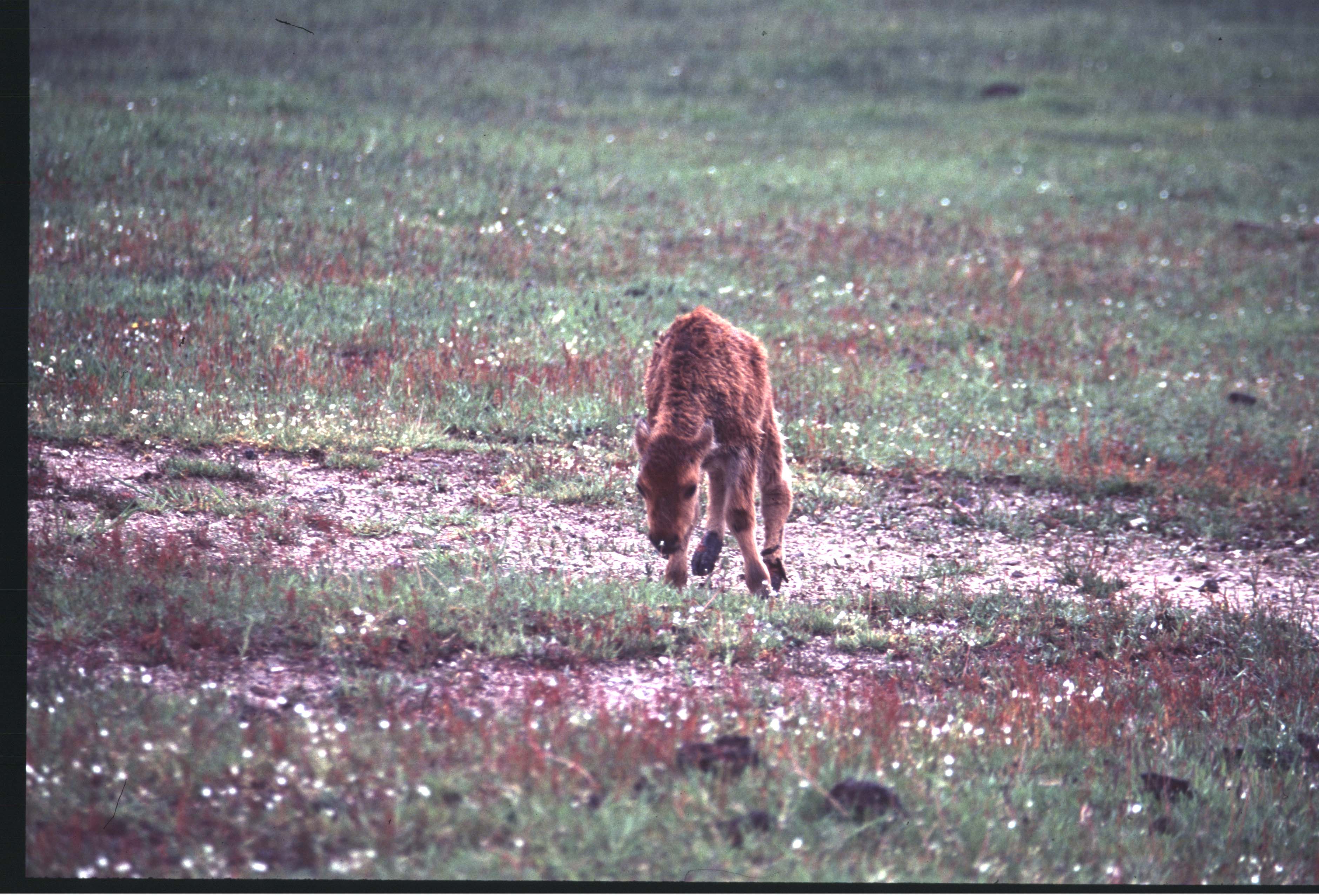 000612 C01 Injured Baby Bison