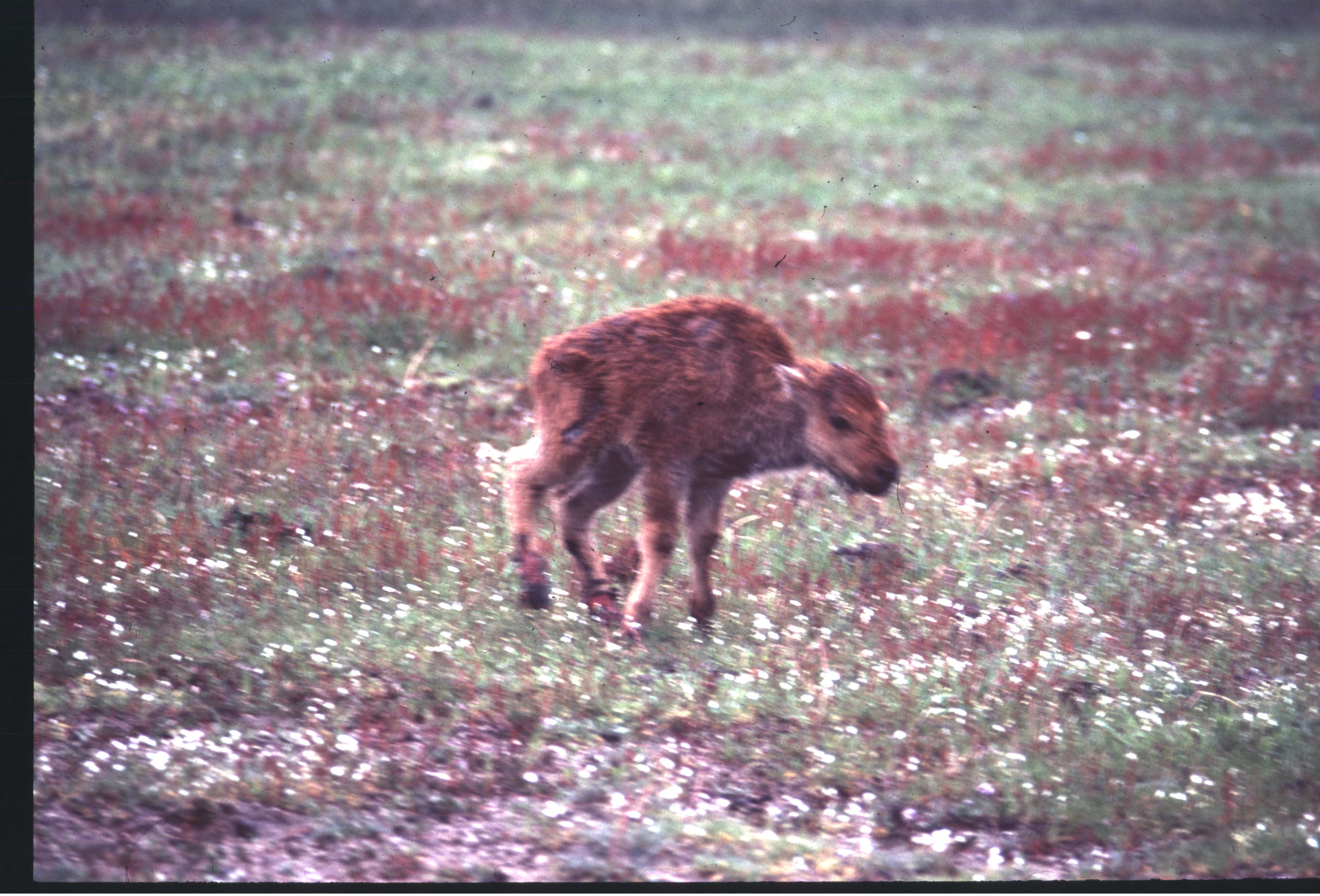 000612 C05 Injured Baby Bison