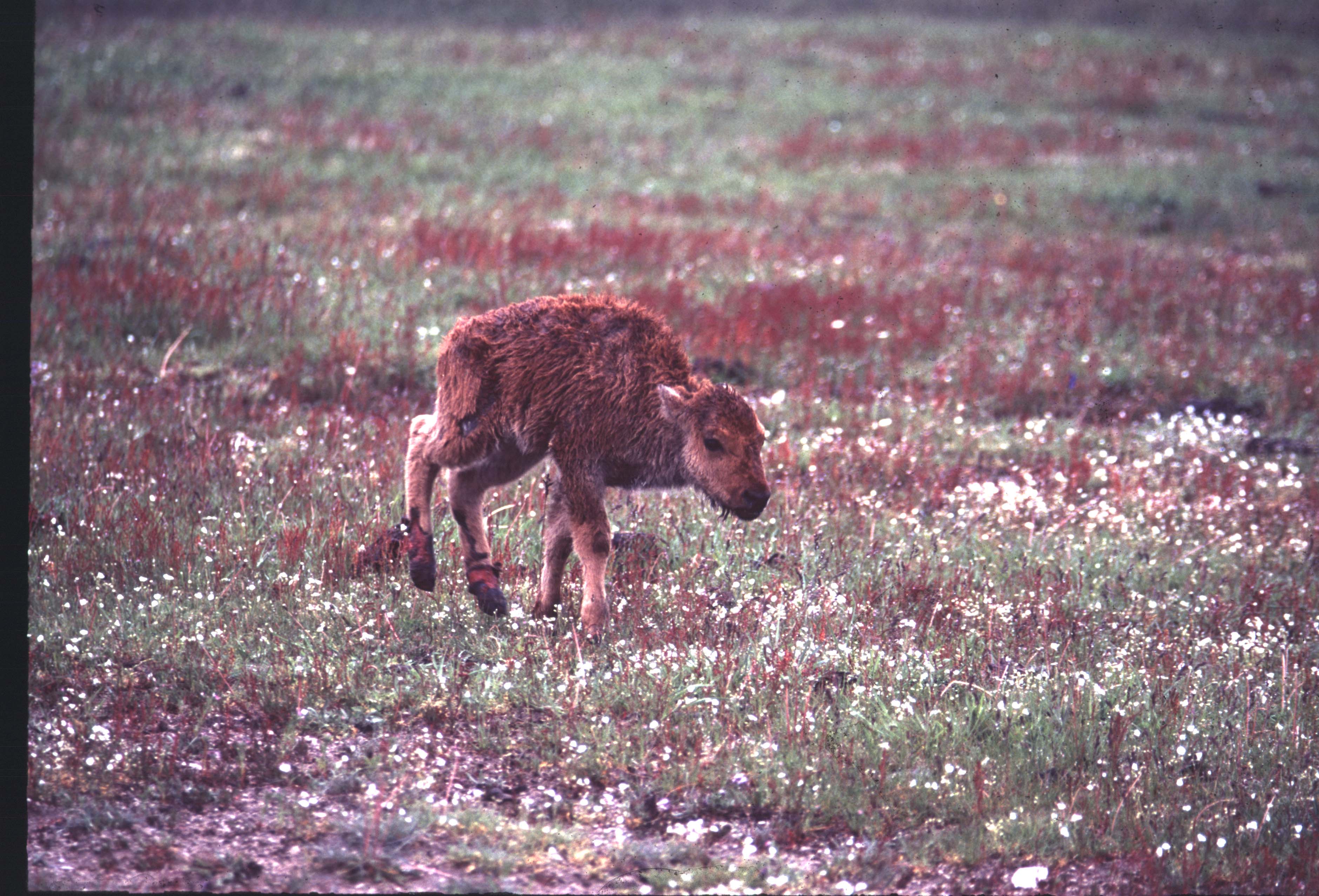 000612 C06 Injured Baby Bison