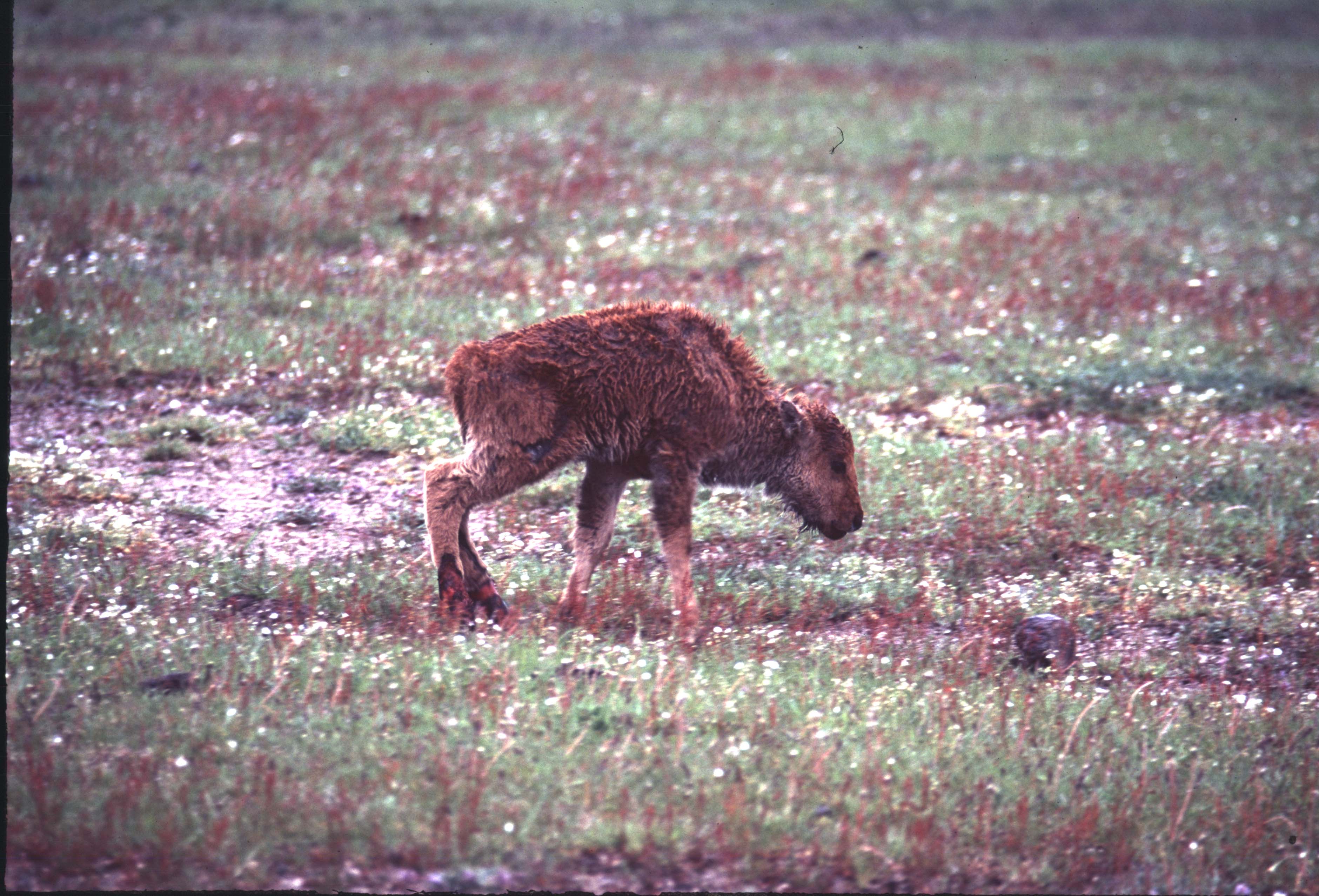 000612 C11 Injured Baby Bison