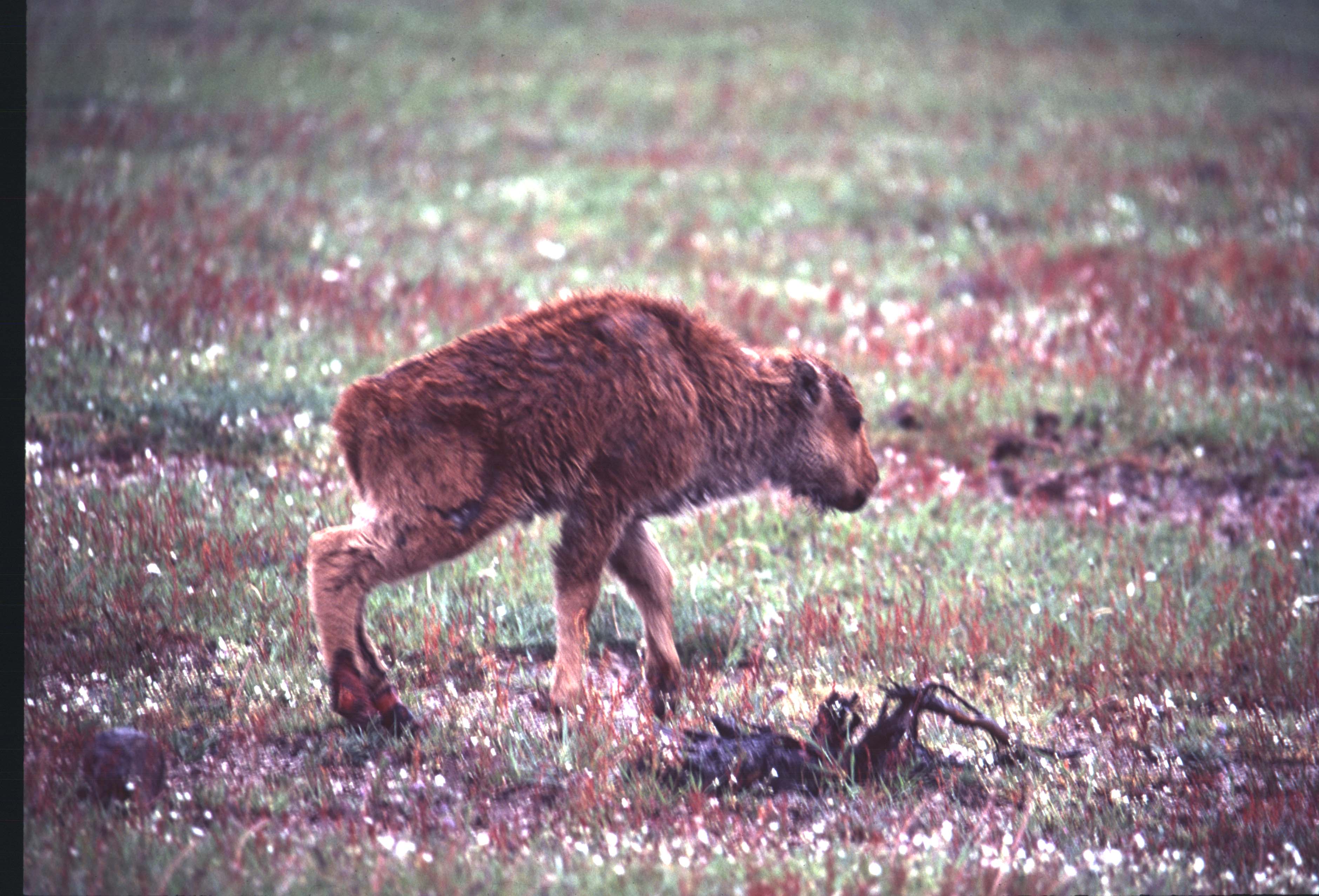 000612 C13 Injured Baby Bison