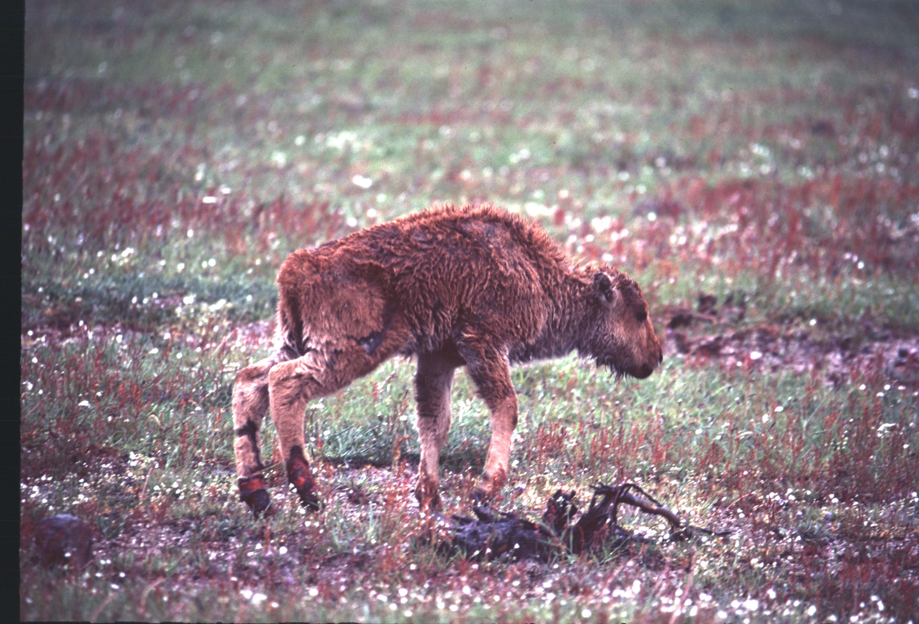 000612 C14 Injured Baby Bison