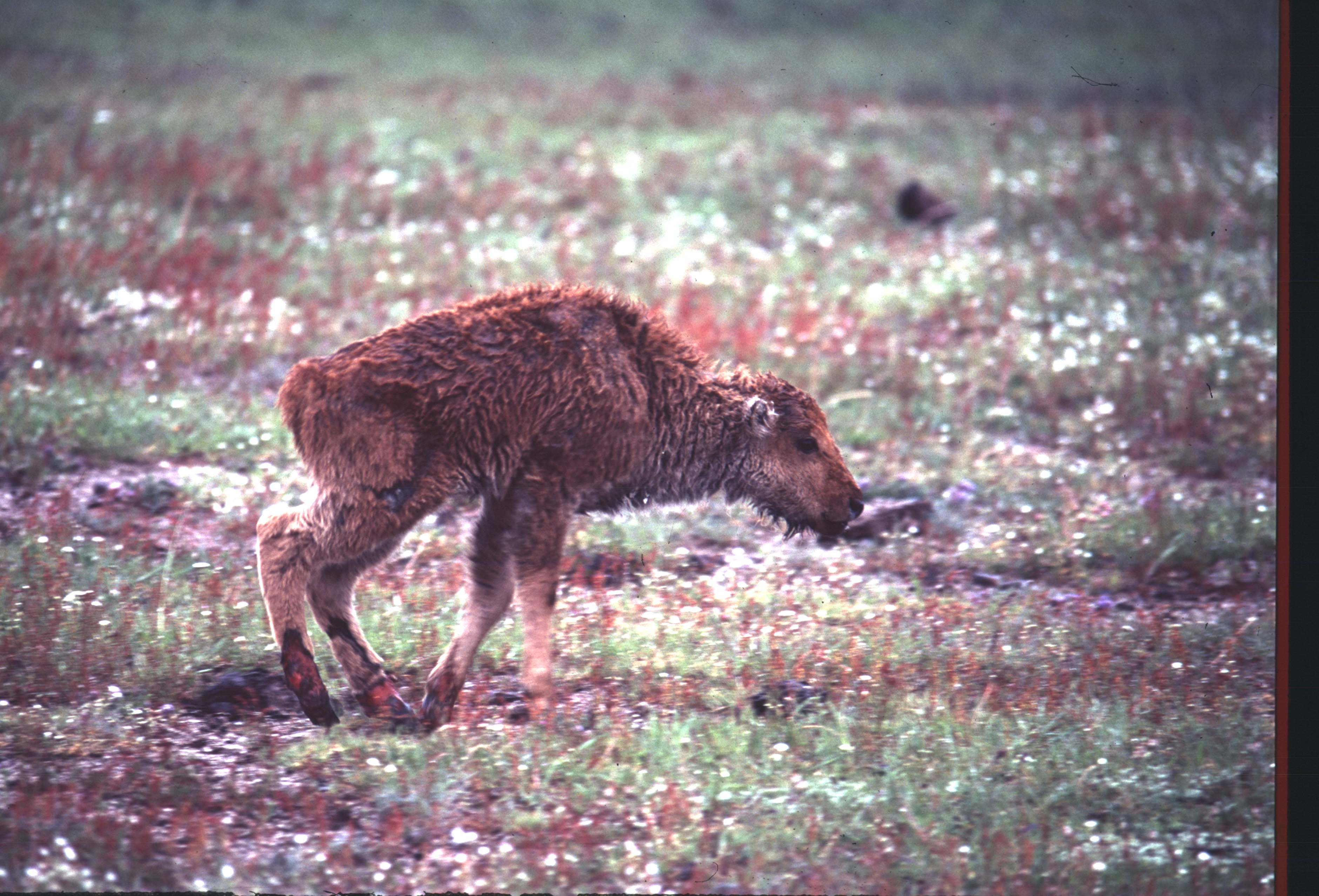 000612 C15 Injured Baby Bison