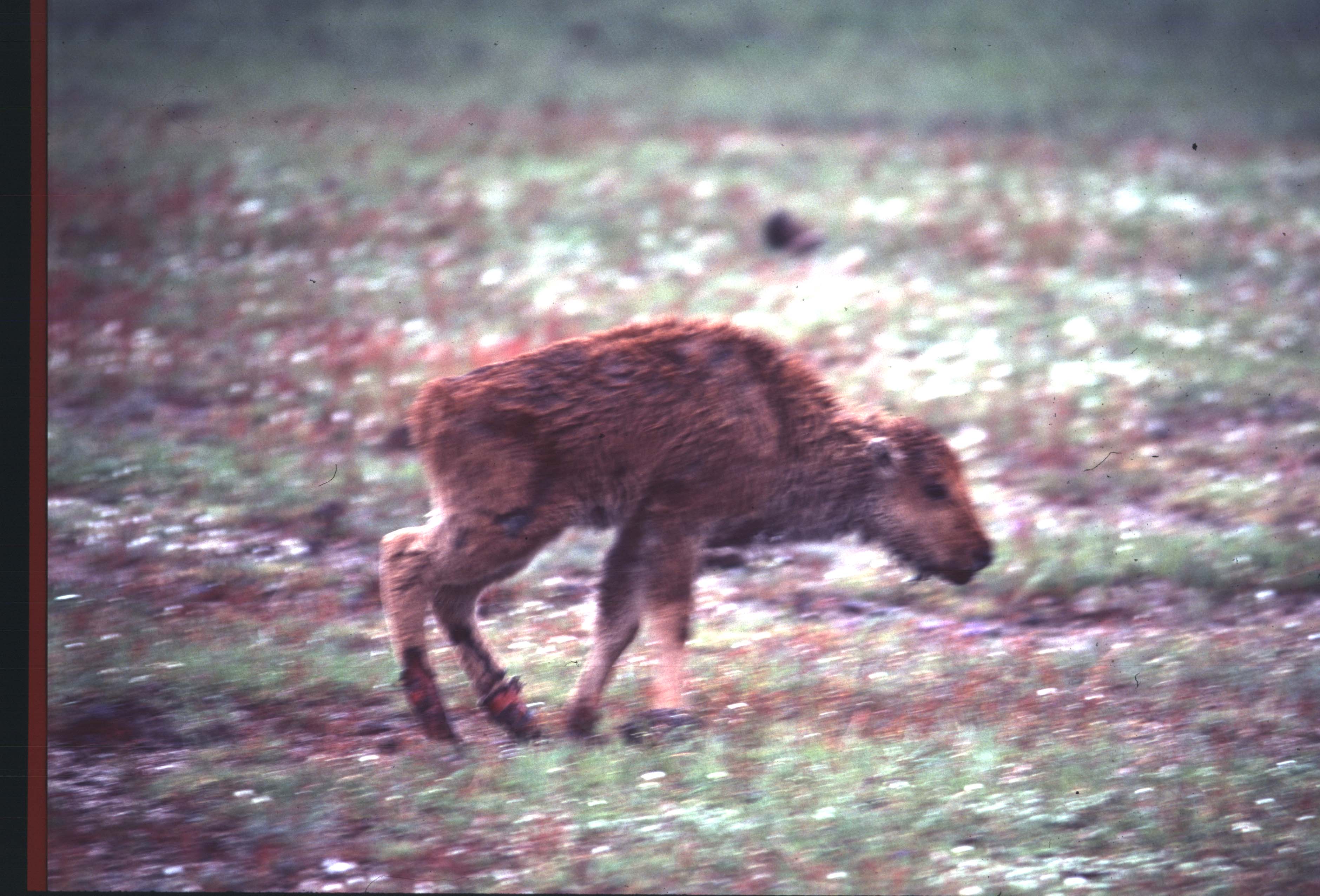 000612 C16 Injured Baby Bison