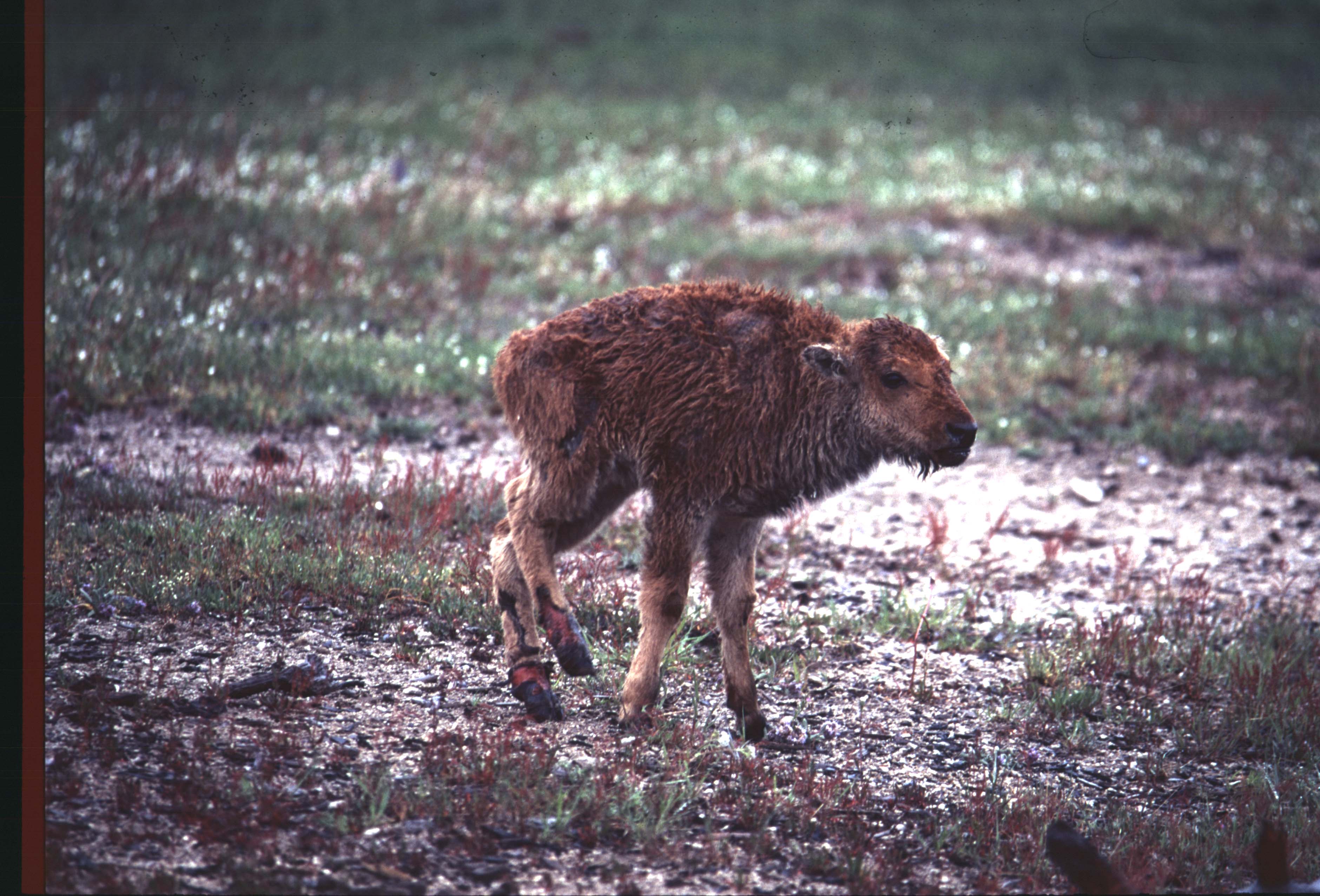 000612 C17 Injured Baby Bison