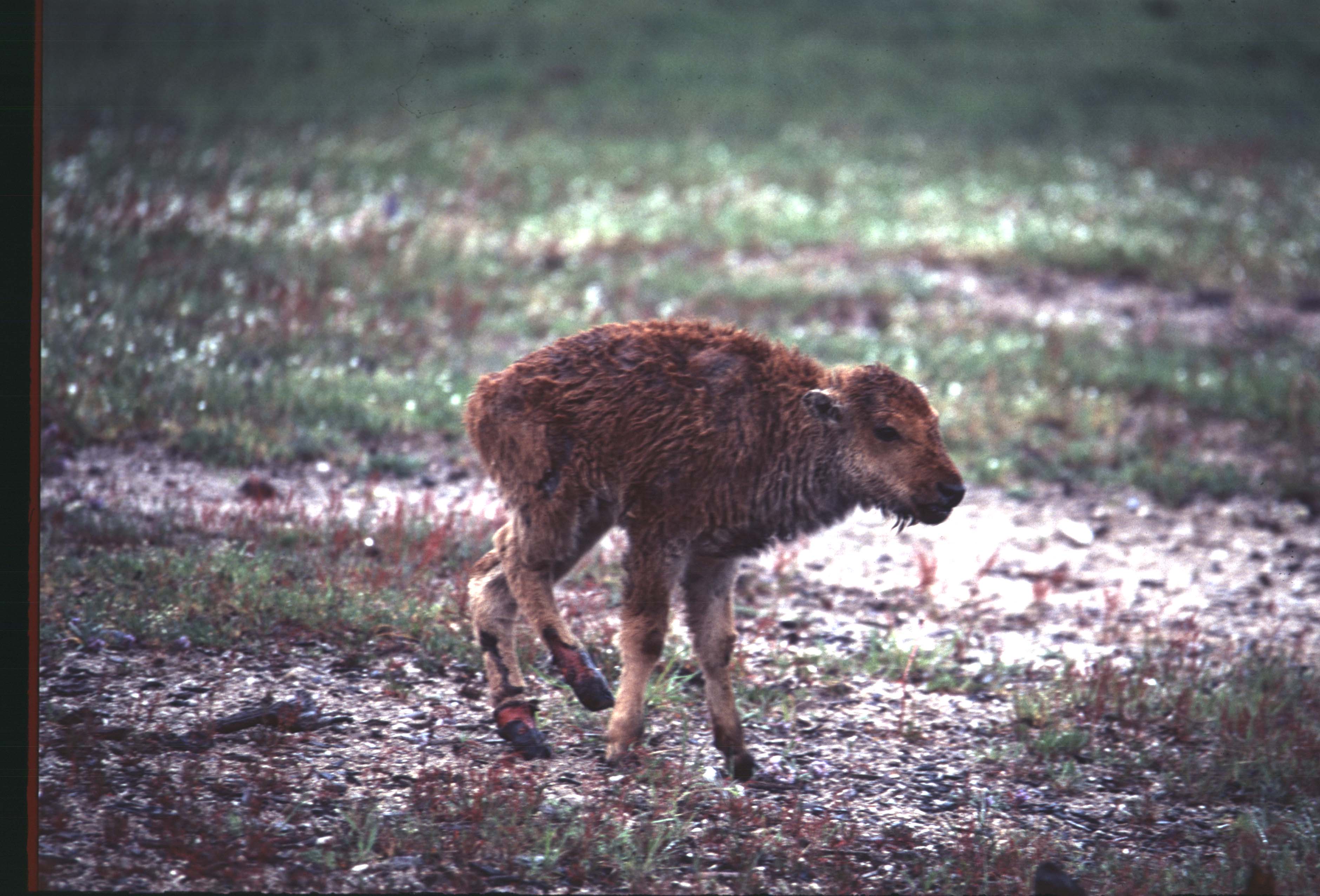 000612 C18 Injured Baby Bison