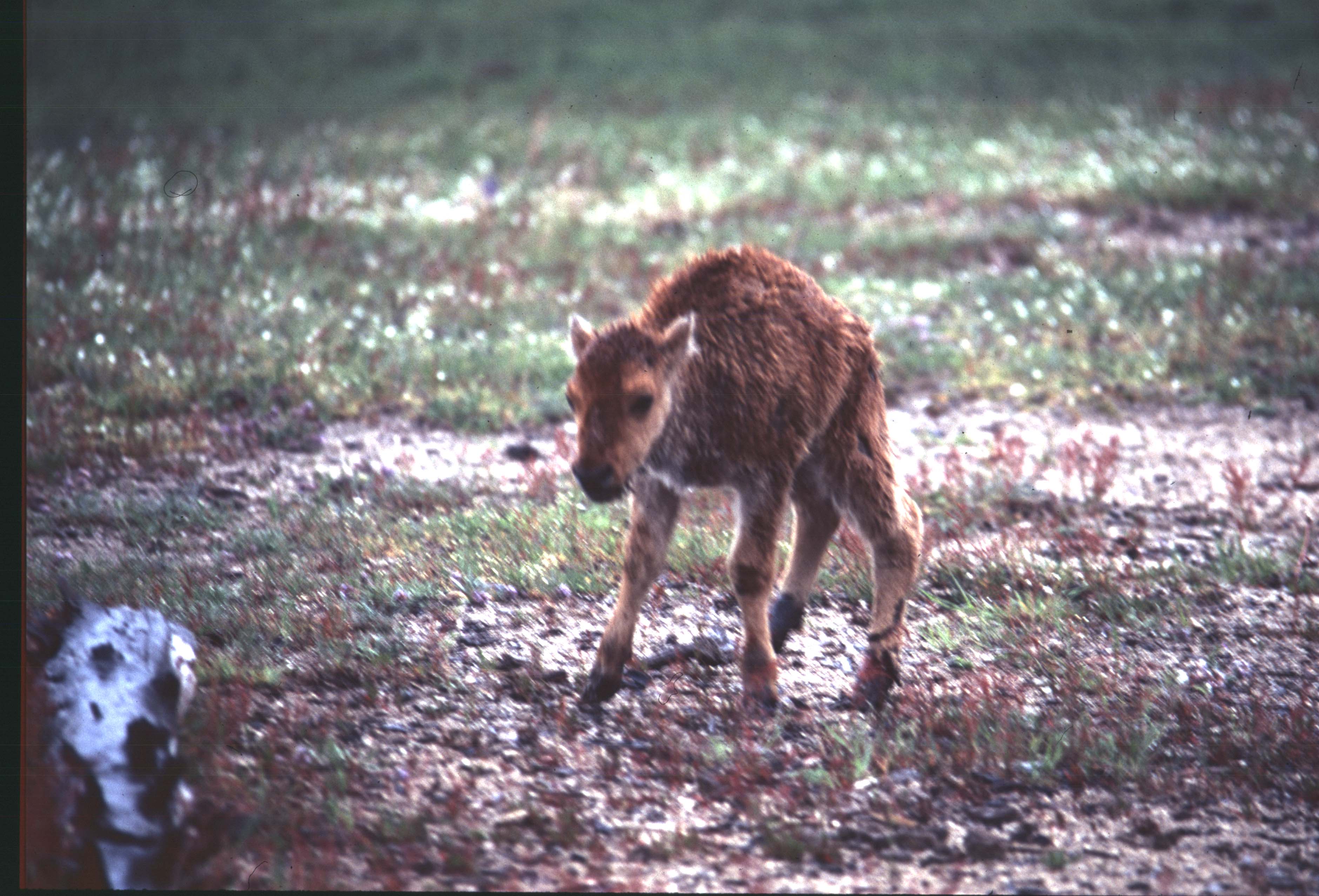 000612 C20 Injured Baby Bison