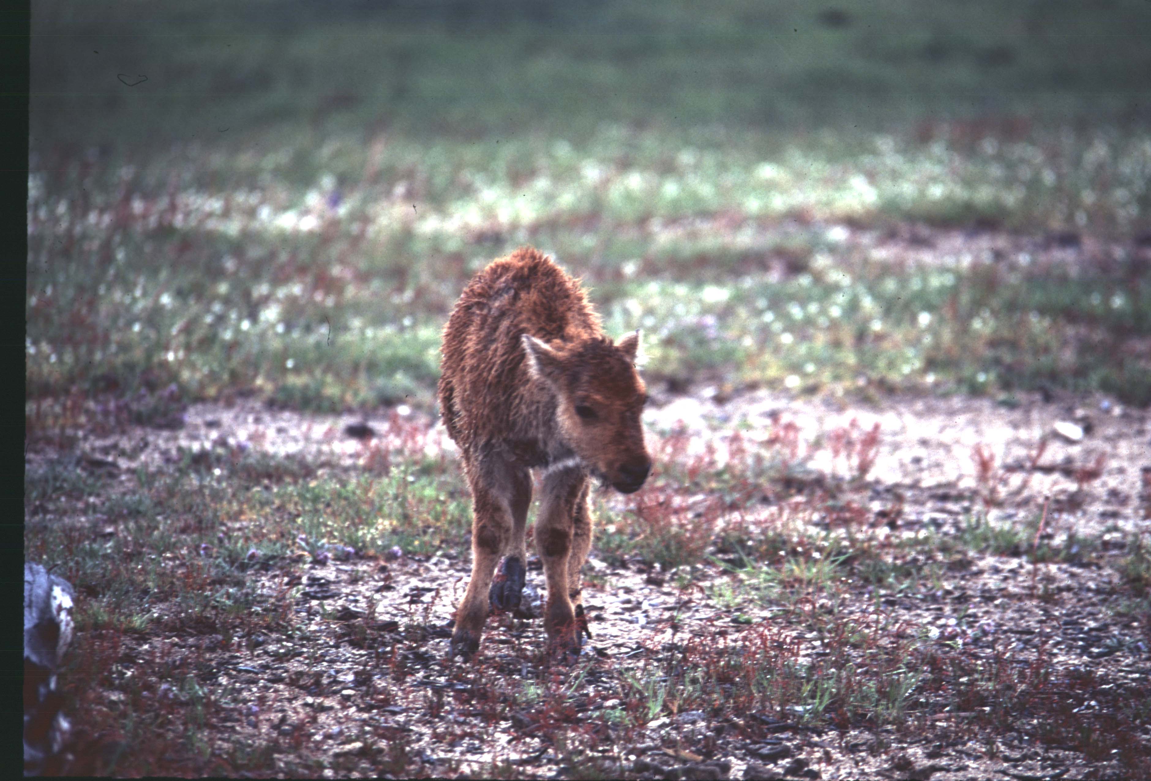 000612 C22 Injured Baby Bison