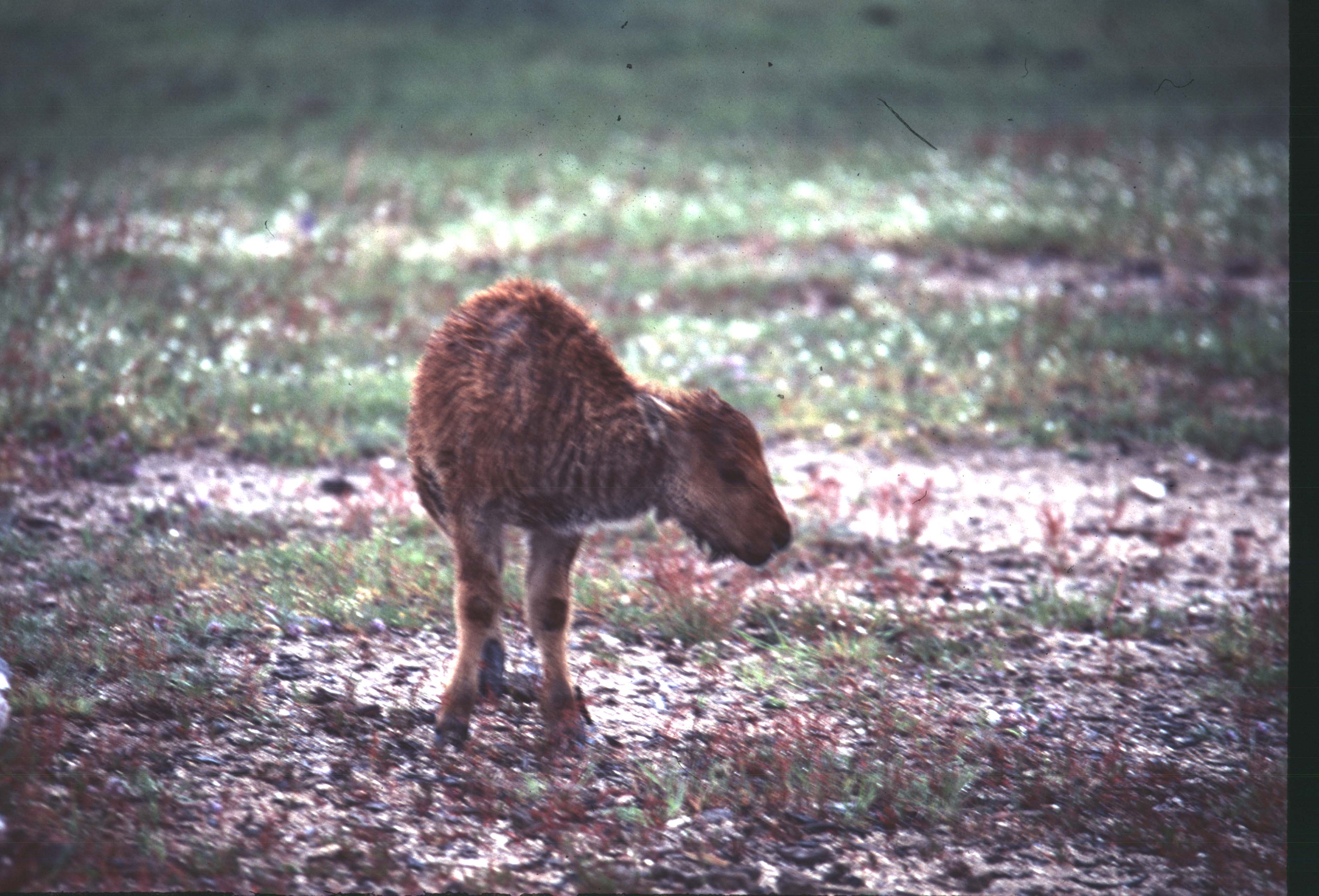 000612 C23 Injured Baby Bison