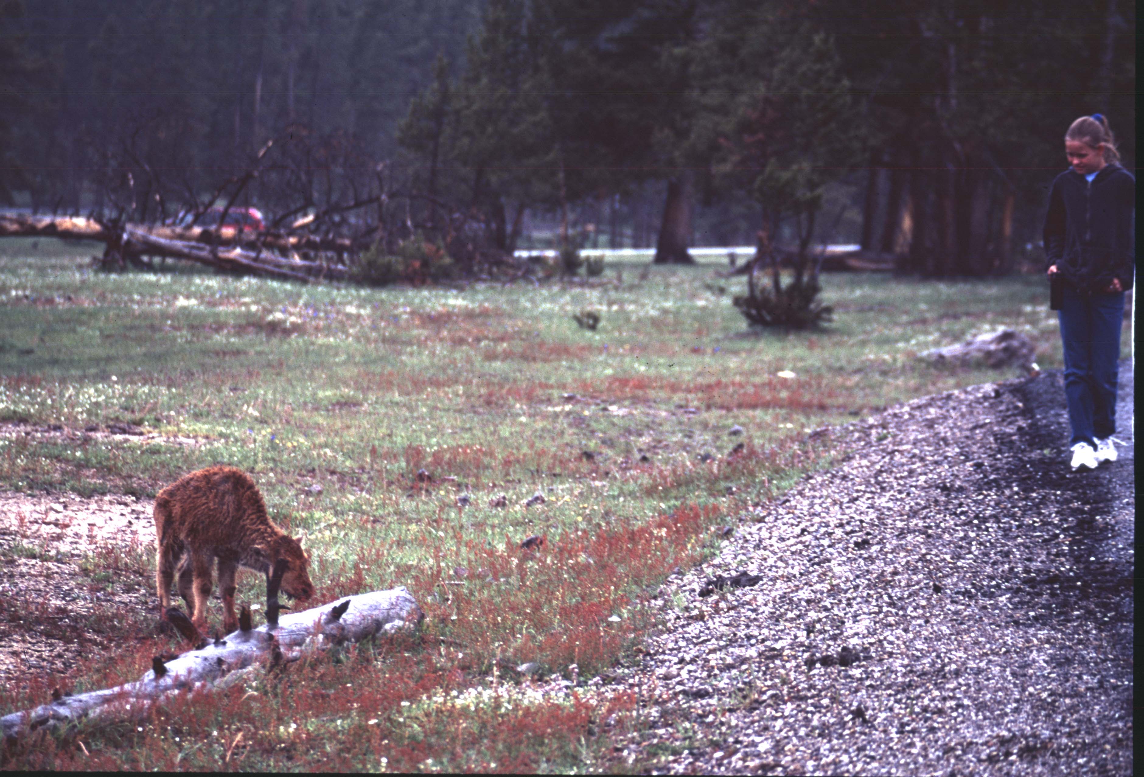 000612 C24 Injured Baby Bison