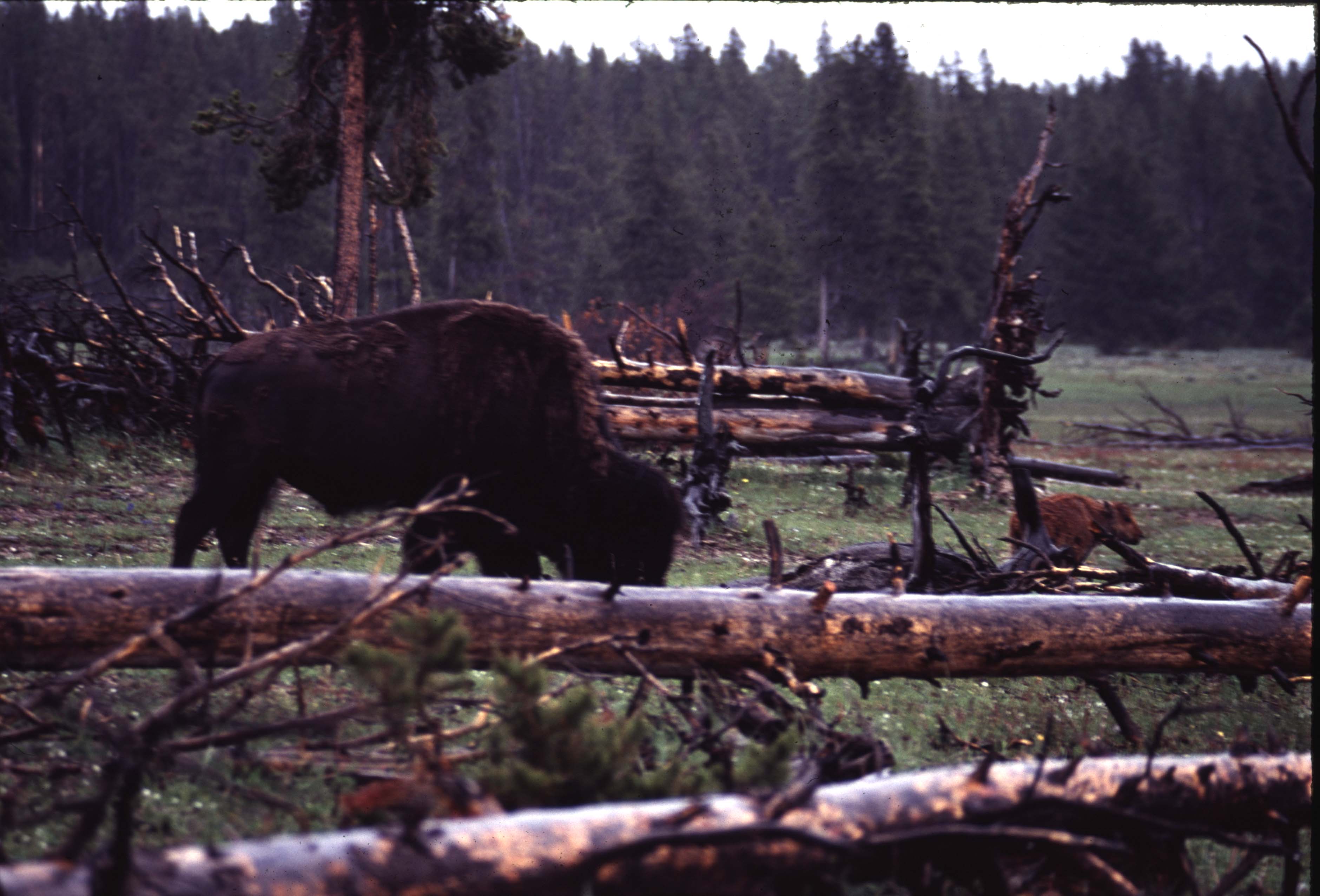 000612 C26 Injured Baby Bison