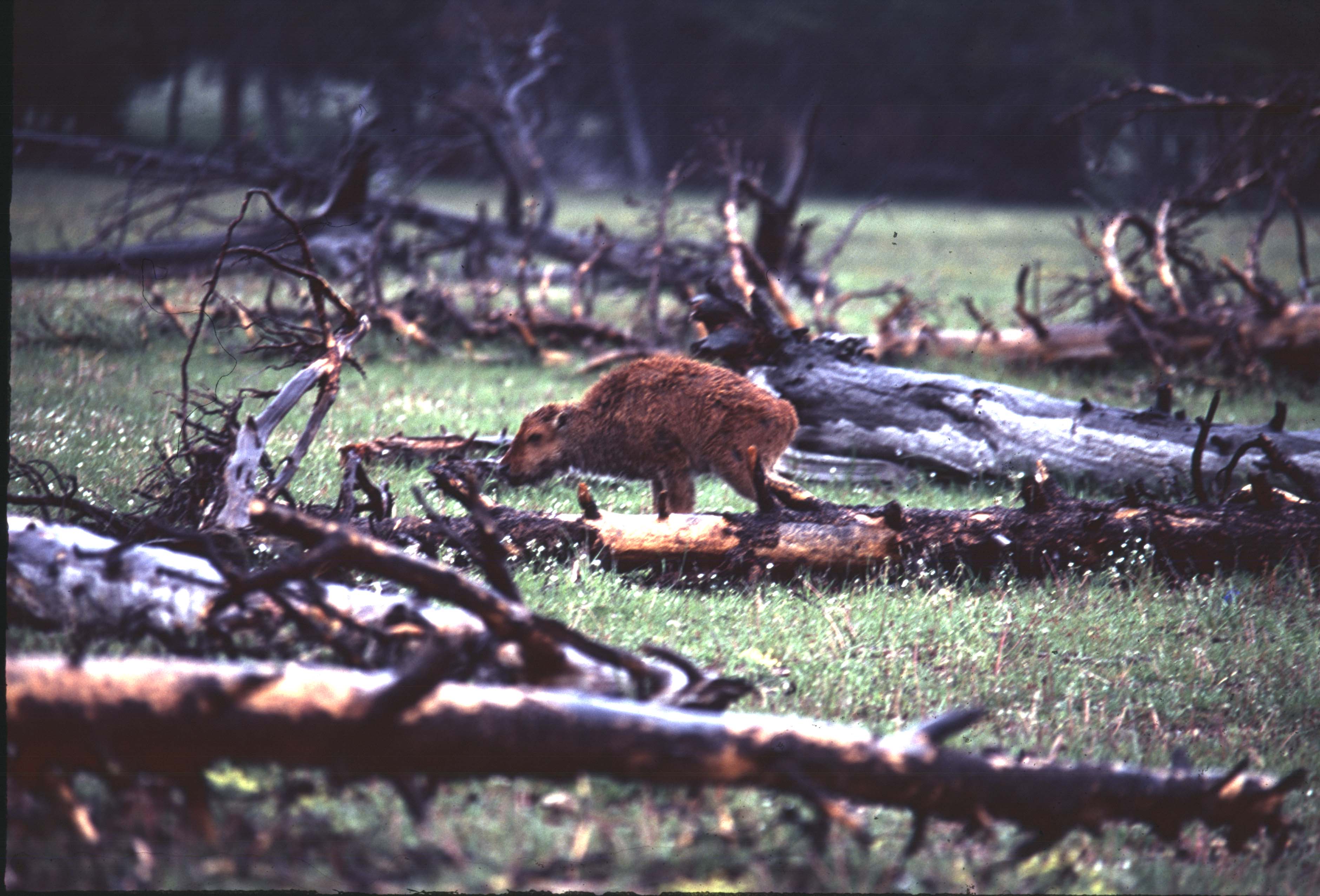 000612 C31 Injured Baby Bison