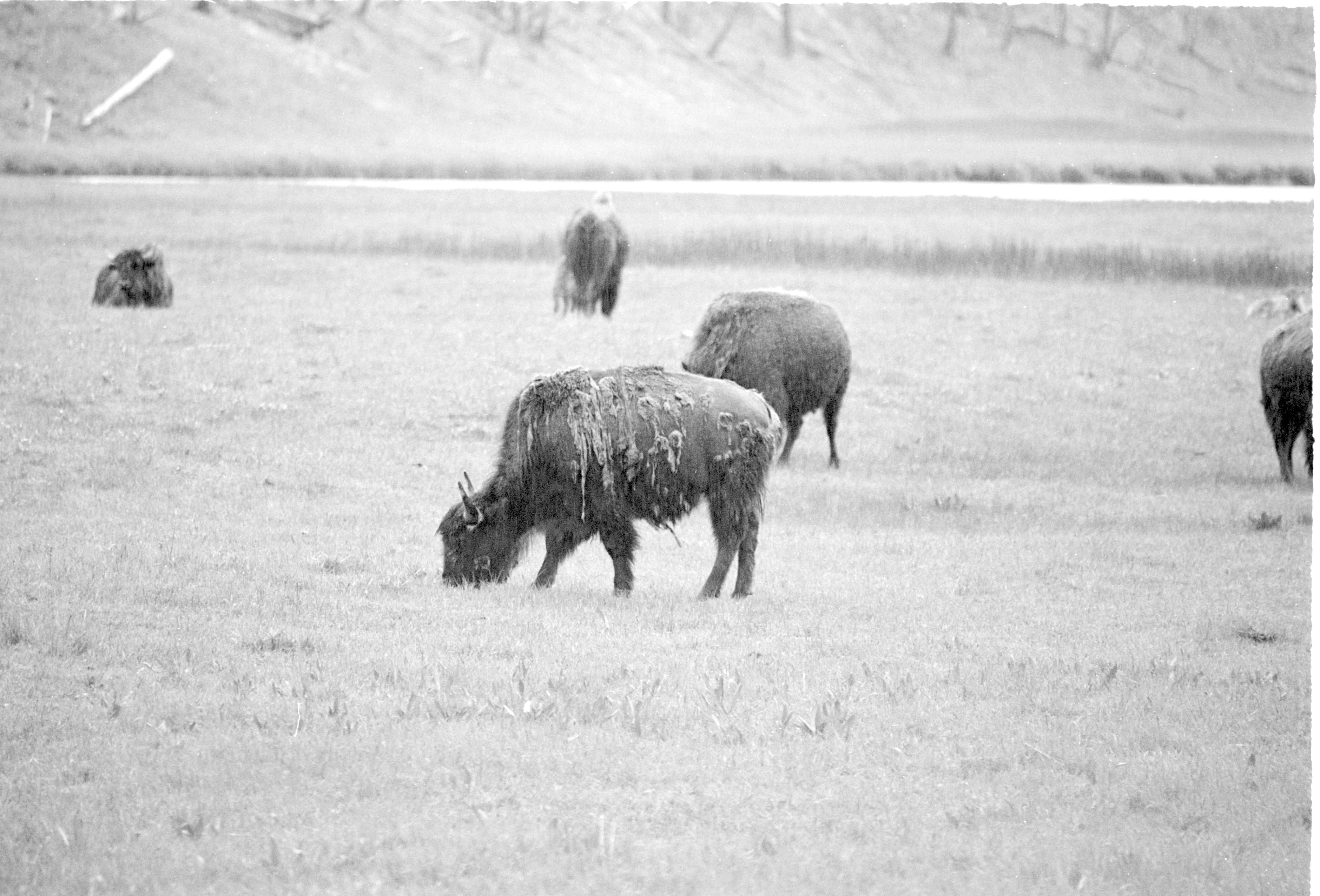 000612 E04 Madison Area Bison