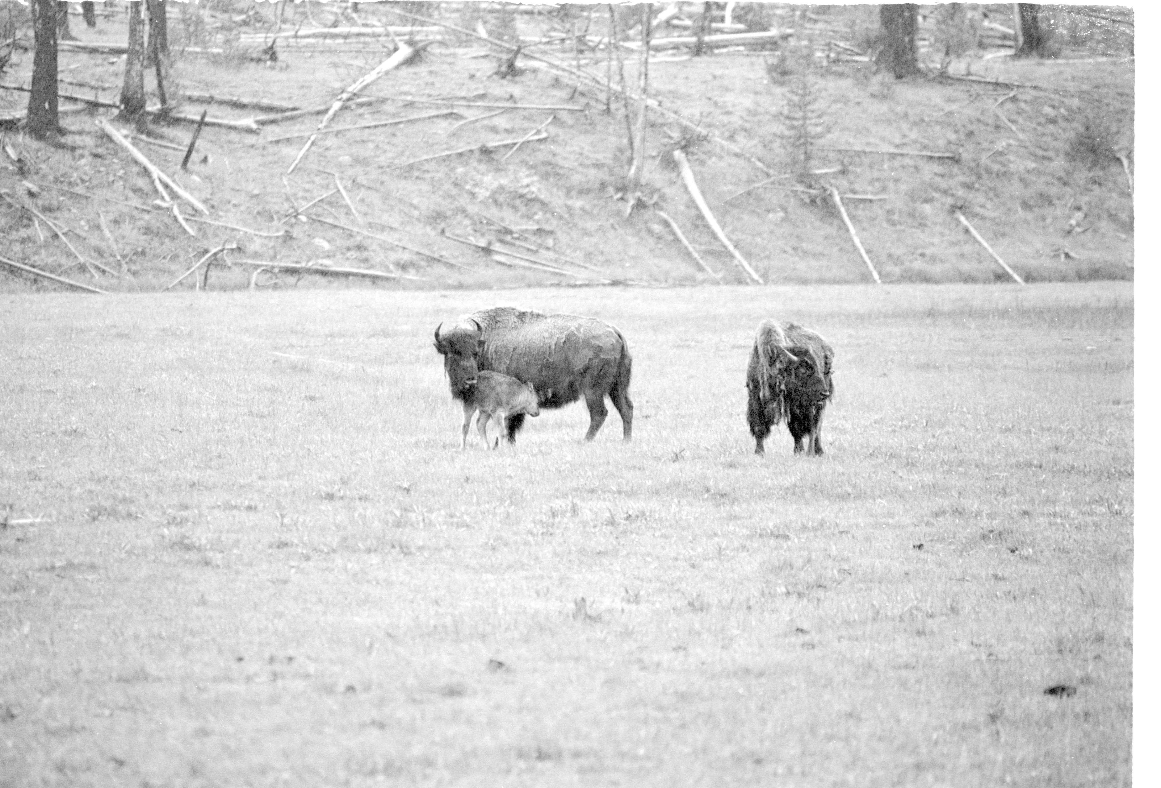 000612 E05 Madison Area Bison