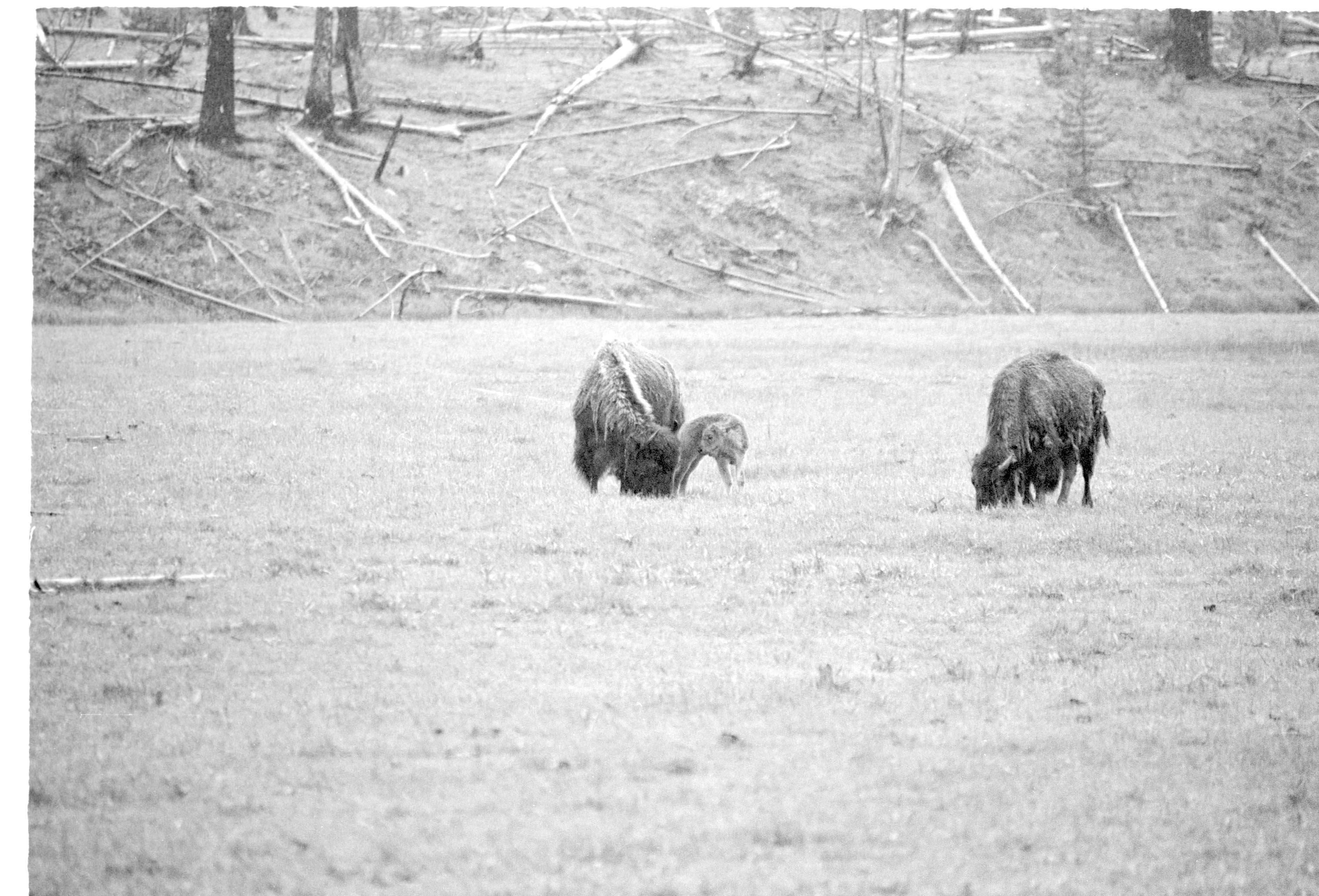 000612 E08 Madison Area Bison