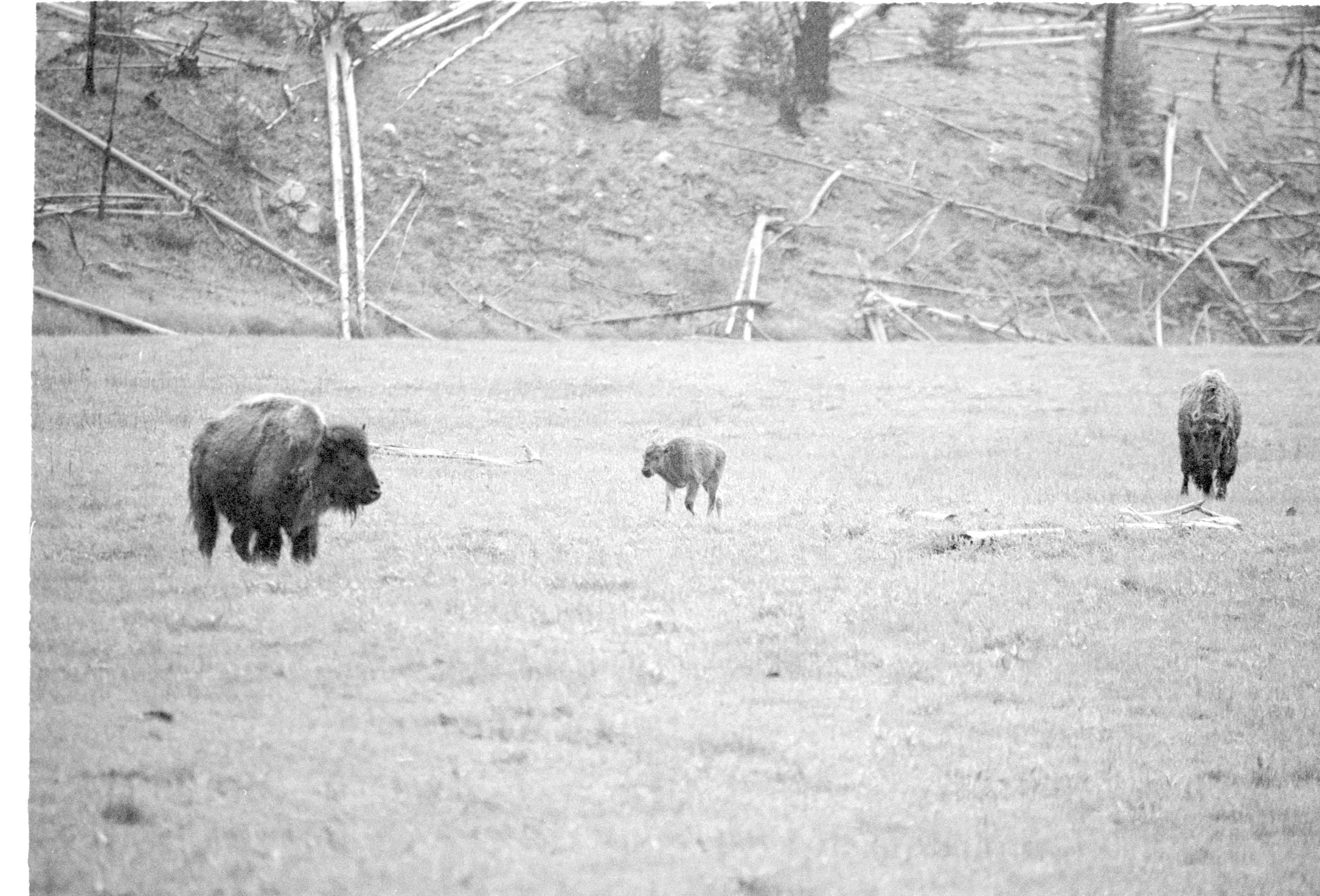 000612 E12 Madison Area Bison