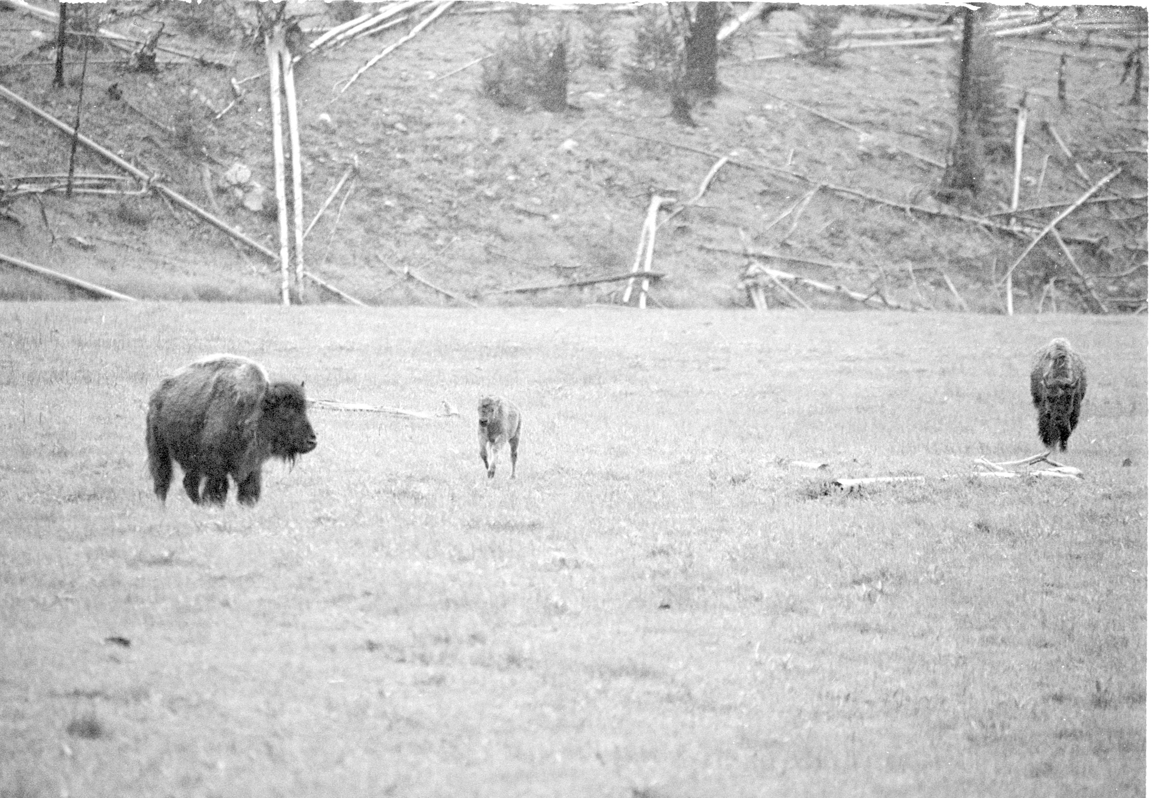 000612 E13 Madison Area Bison