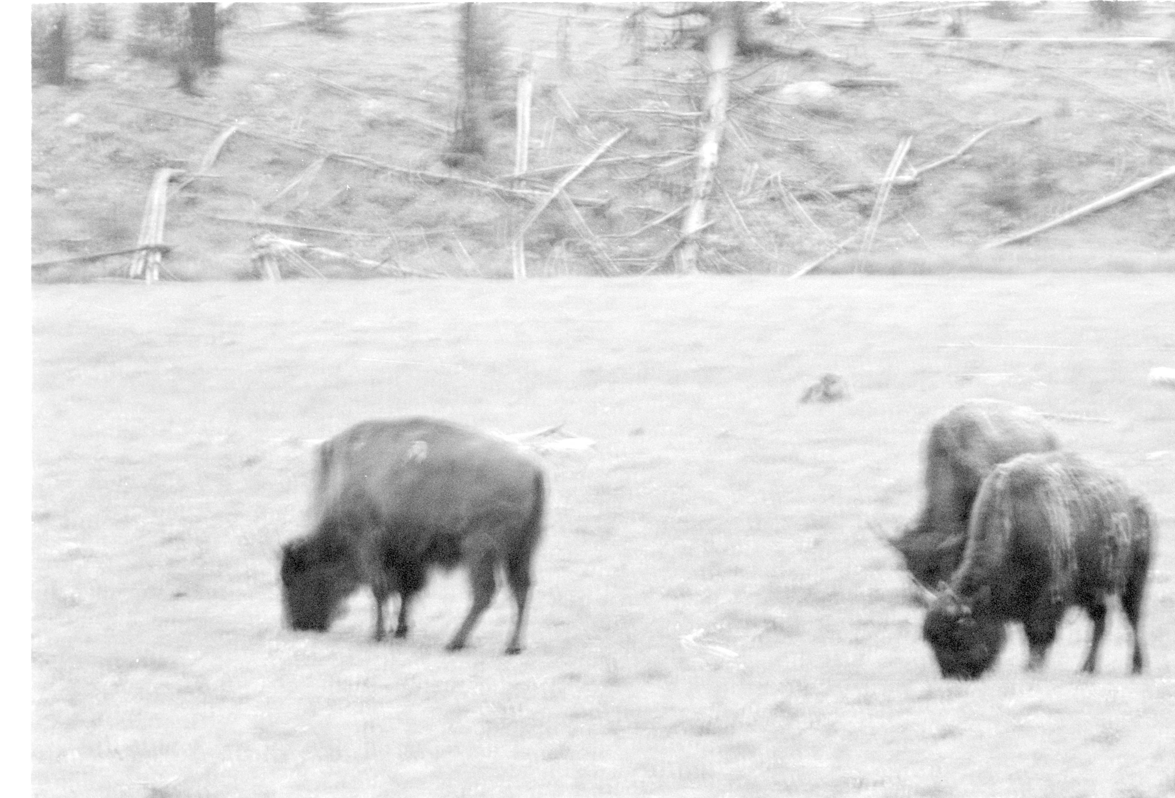 000612 E19 Madison Area Bison