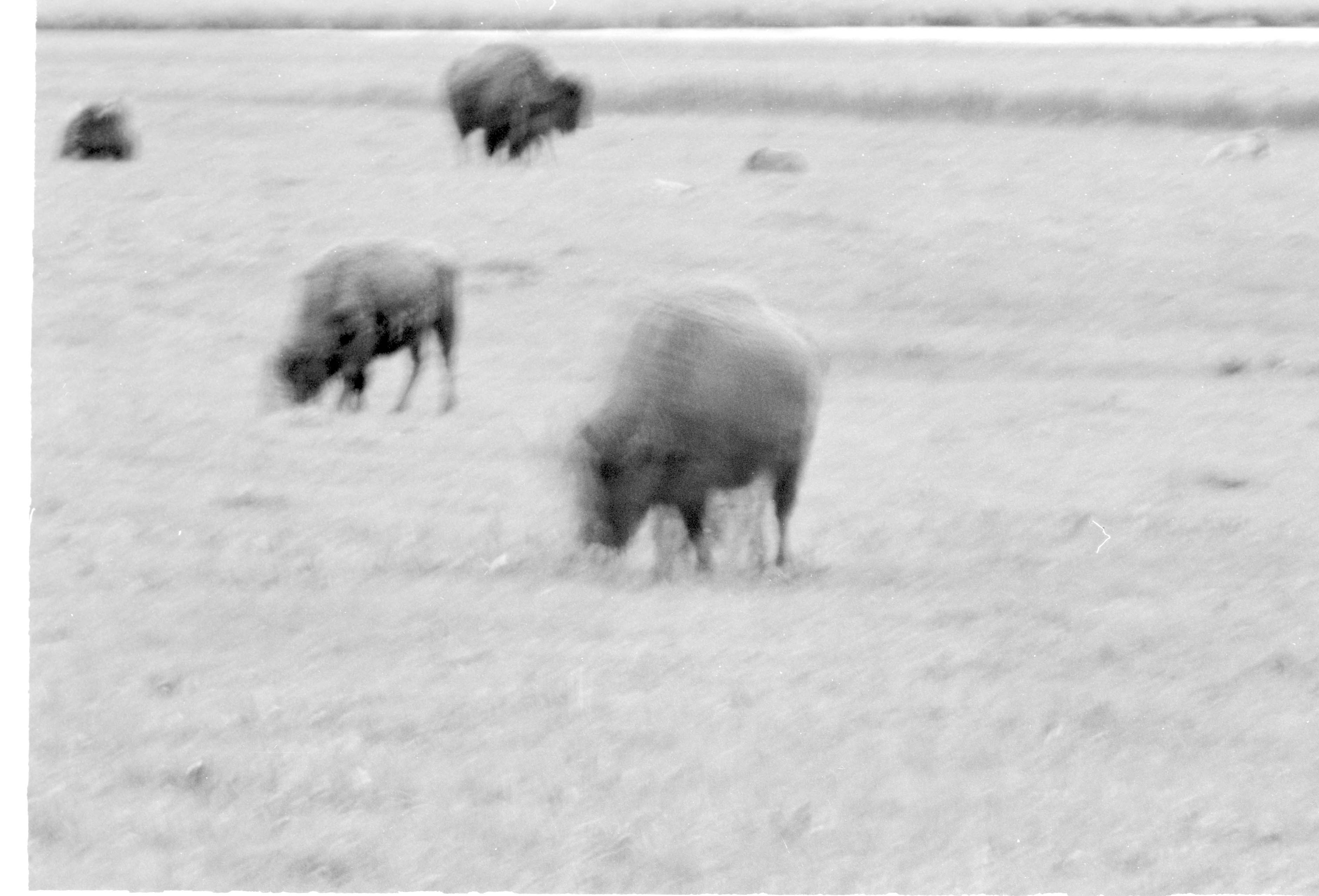 000612 E20 Madison Area Bison