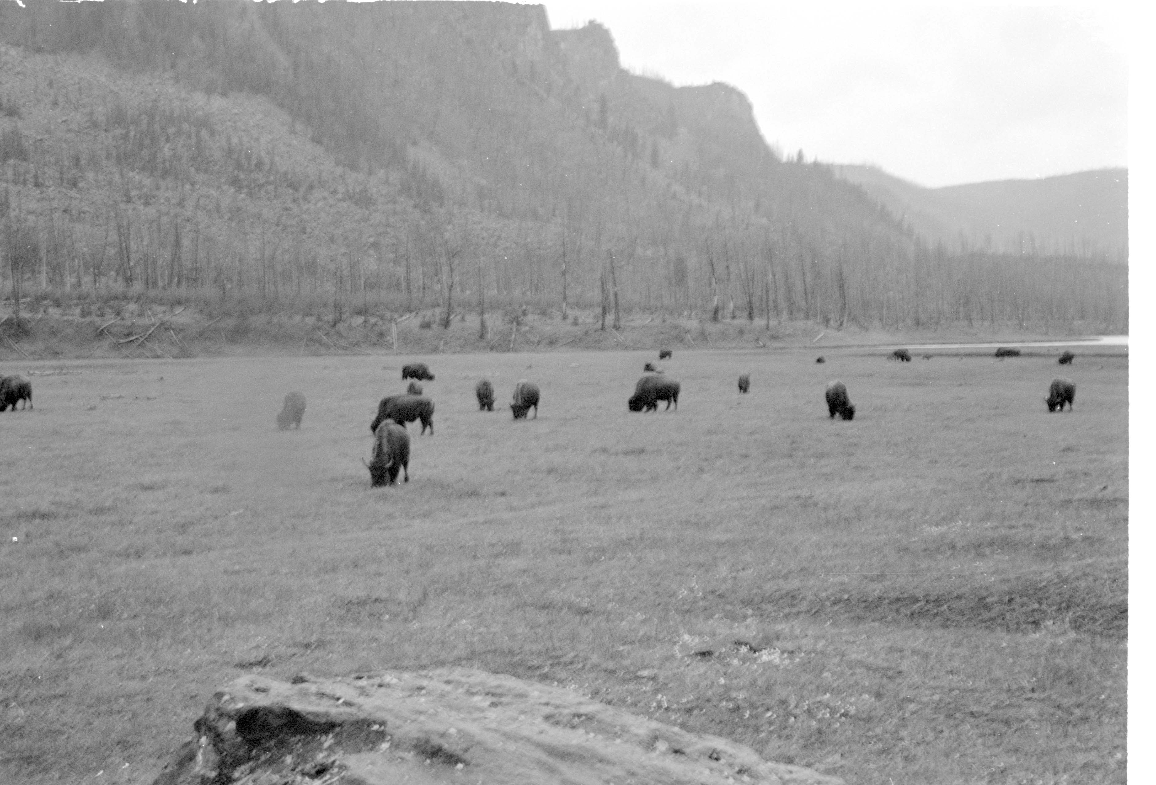 000612 E21 Madison Area Bison