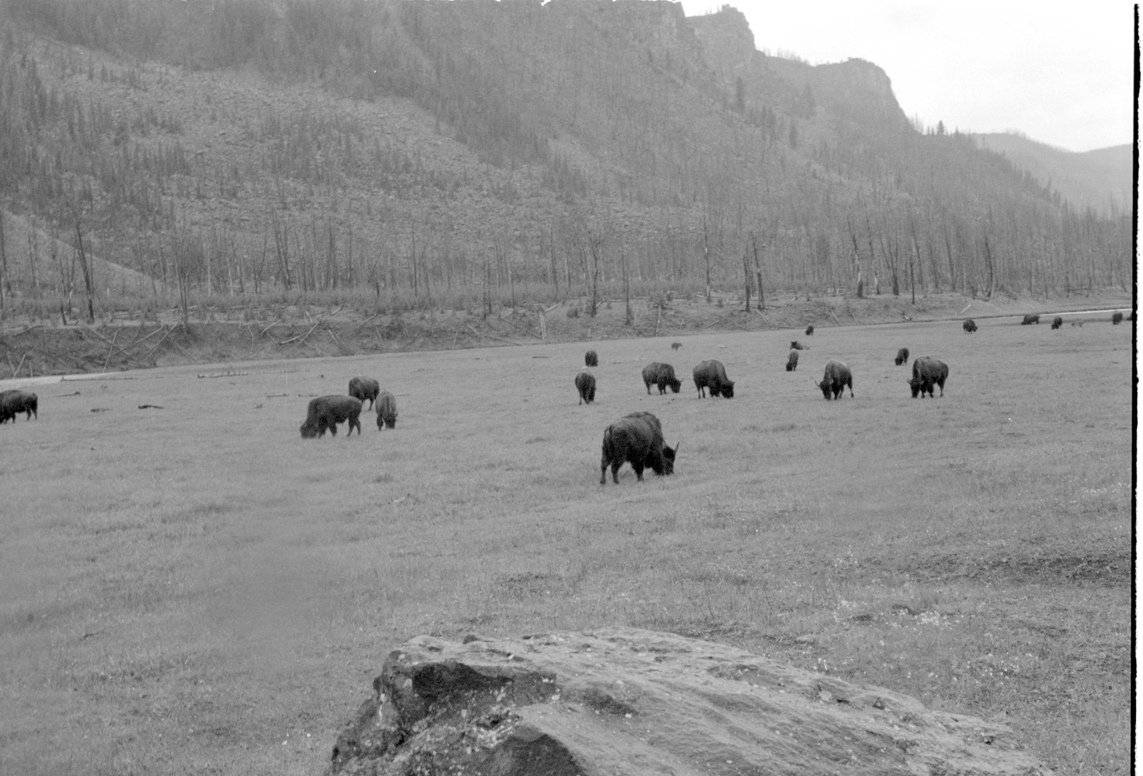 000612 F01 Madison Area Bison TMX-CN400